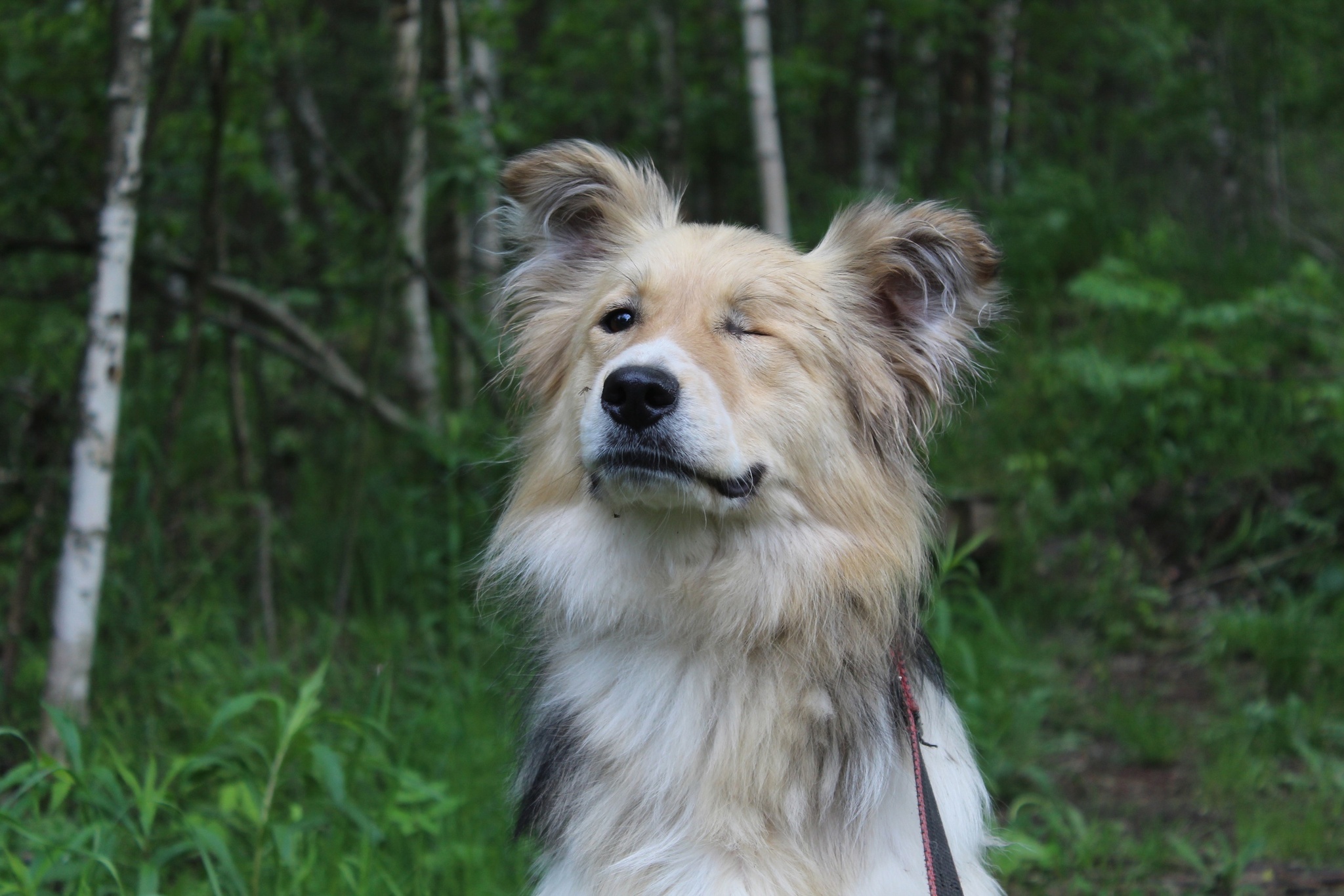 No one notices a special boy for 1.5 years in a shelter - In good hands, Animal shelter, Homeless animals, Dog, Helping animals, No rating, Volunteering, Longpost, Elektrogorsk, Moscow region, Moscow