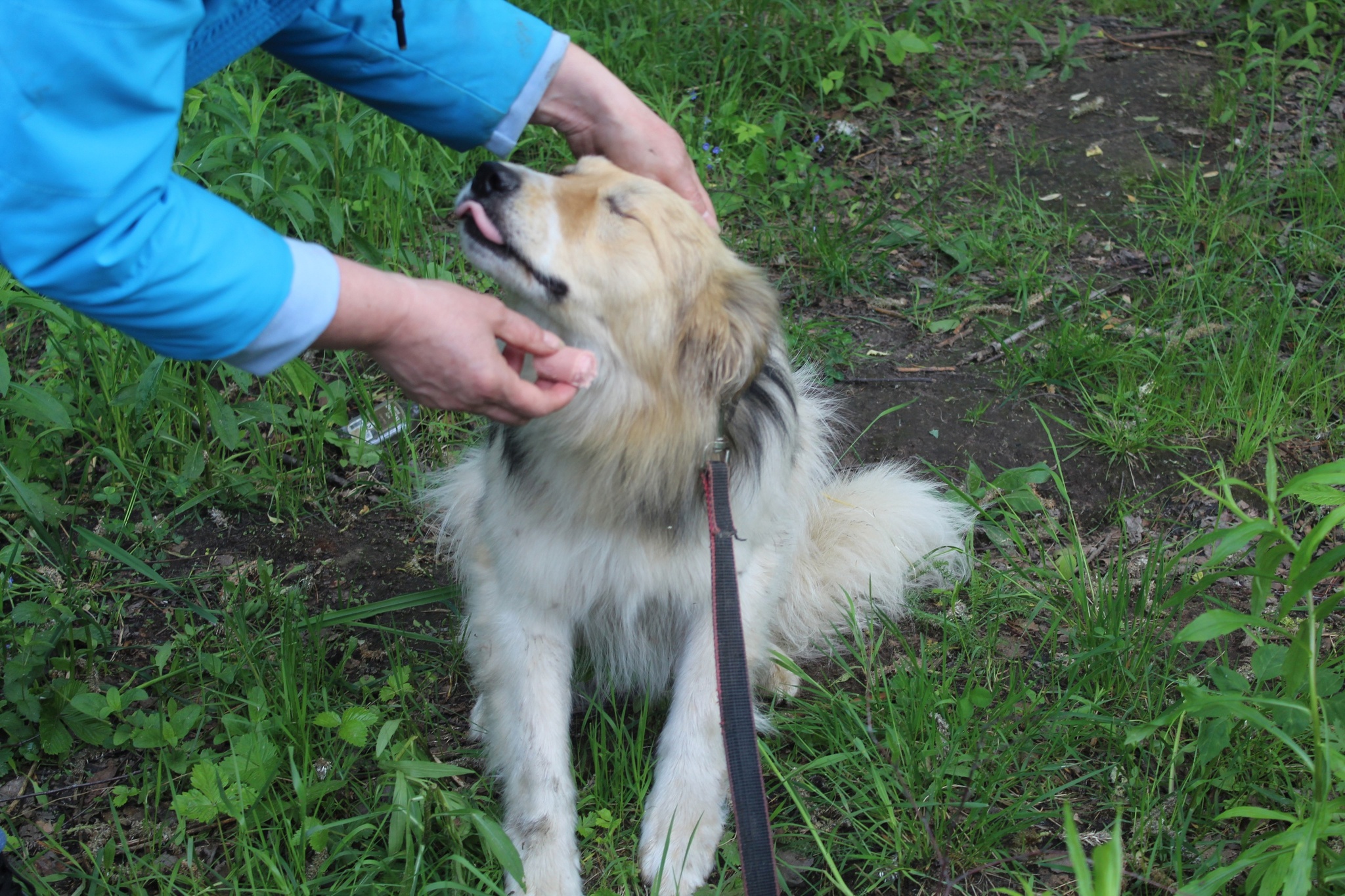 No one notices a special boy for 1.5 years in a shelter - In good hands, Animal shelter, Homeless animals, Dog, Helping animals, No rating, Volunteering, Longpost, Elektrogorsk, Moscow region, Moscow