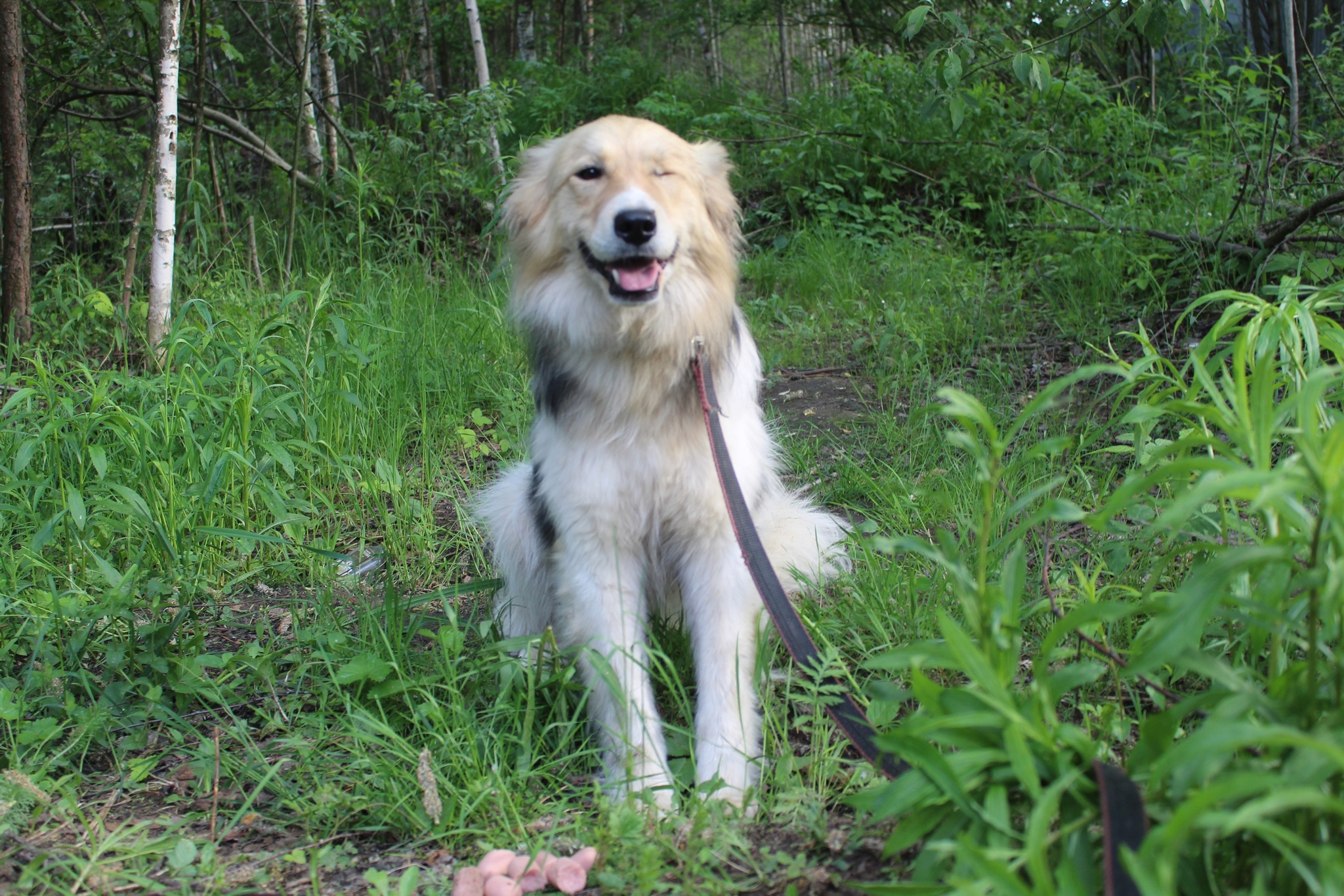 No one notices a special boy for 1.5 years in a shelter - In good hands, Animal shelter, Homeless animals, Dog, Helping animals, No rating, Volunteering, Longpost, Elektrogorsk, Moscow region, Moscow