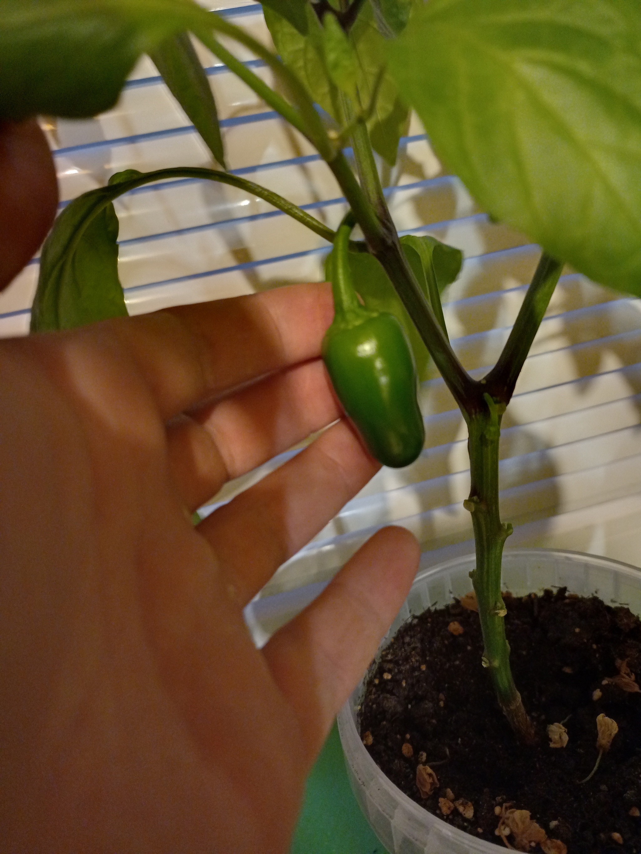 Continuation of the post Growing Jalapeno - My, Jalapeno, Growing, Pepper farming, Pepper, Reply to post, Longpost