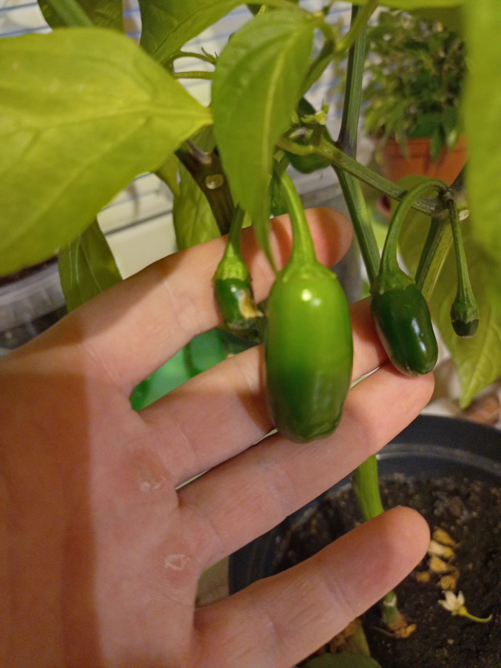 Continuation of the post Growing Jalapeno - My, Jalapeno, Growing, Pepper farming, Pepper, Reply to post, Longpost