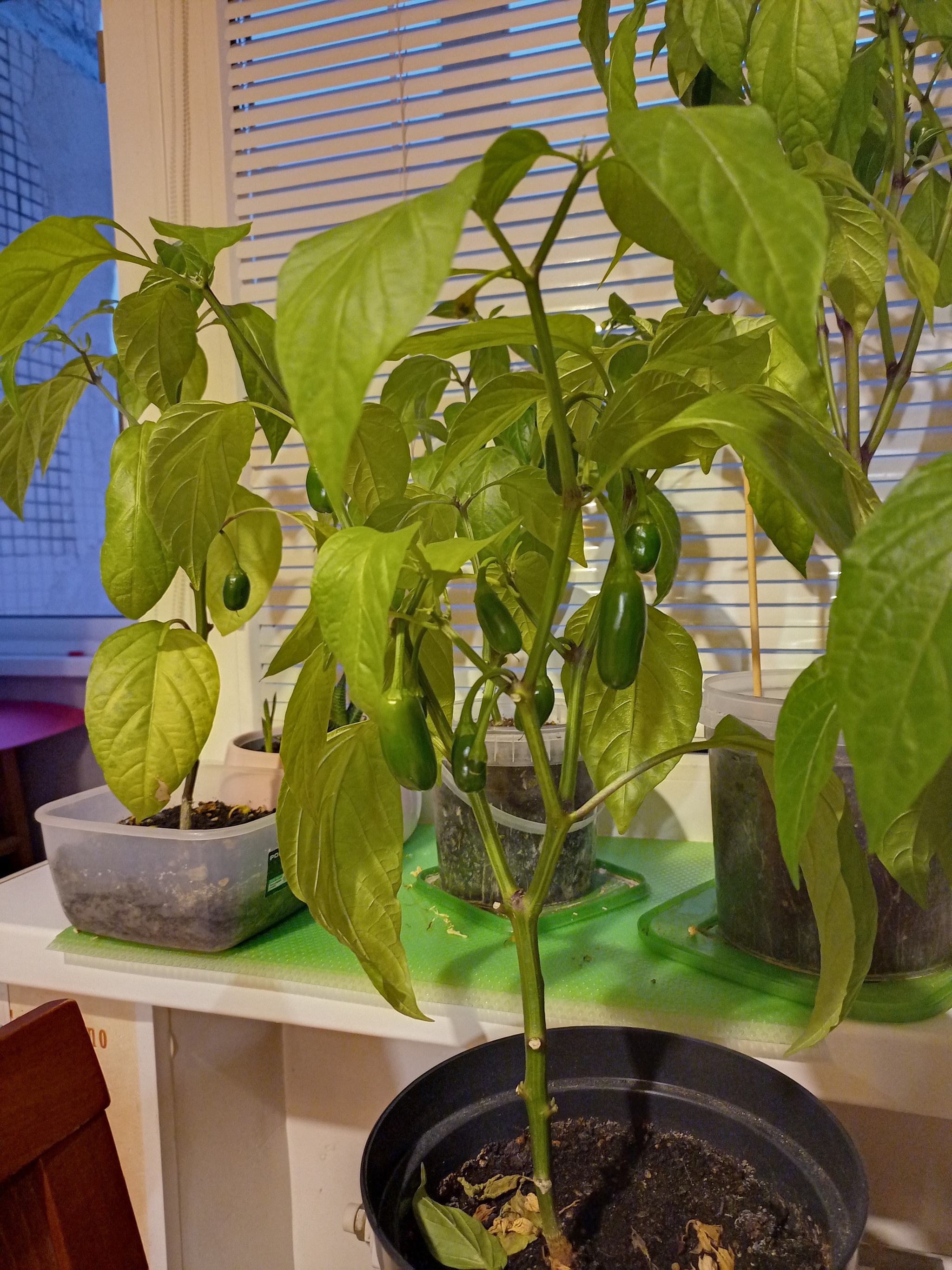 Continuation of the post Growing Jalapeno - My, Jalapeno, Growing, Pepper farming, Pepper, Reply to post, Longpost