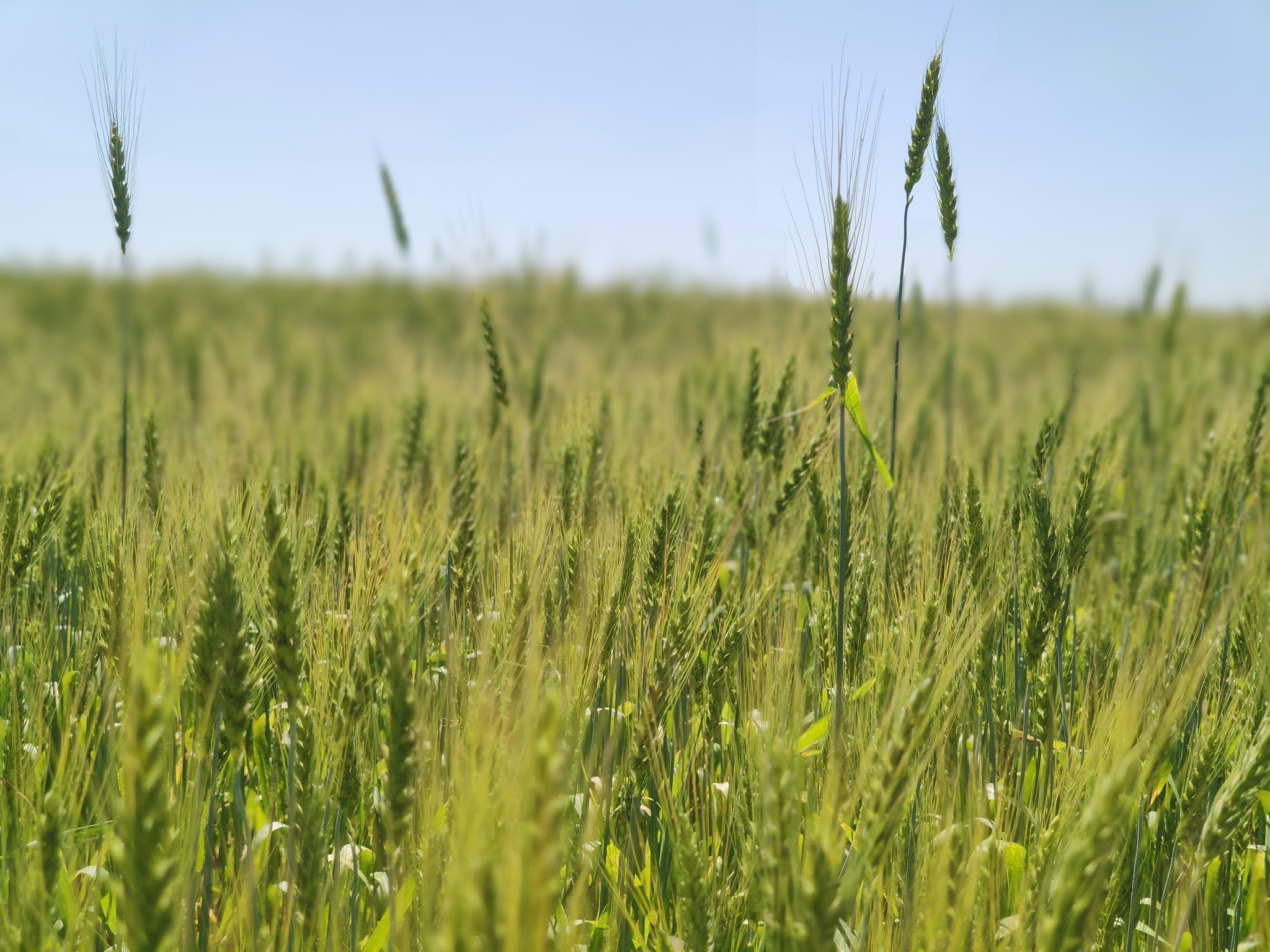 Spikelets - My, Smolensk region, Agronomy, Green