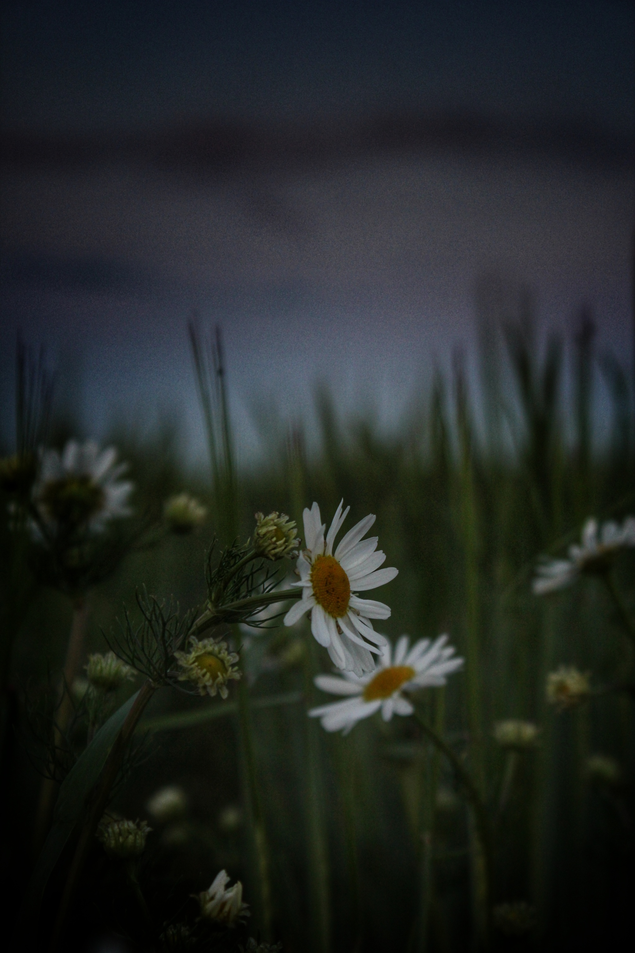 Ромашки | Пикабу