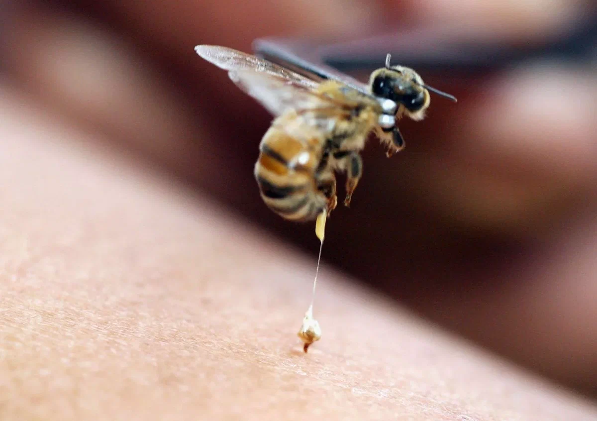 Ученый определил наиболее болезненное место для укуса пчелы