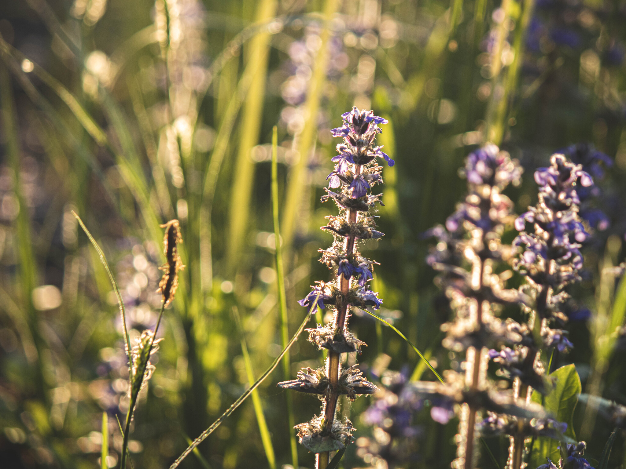 On the Sunset - My, The photo, Grass, Sunset, Longpost