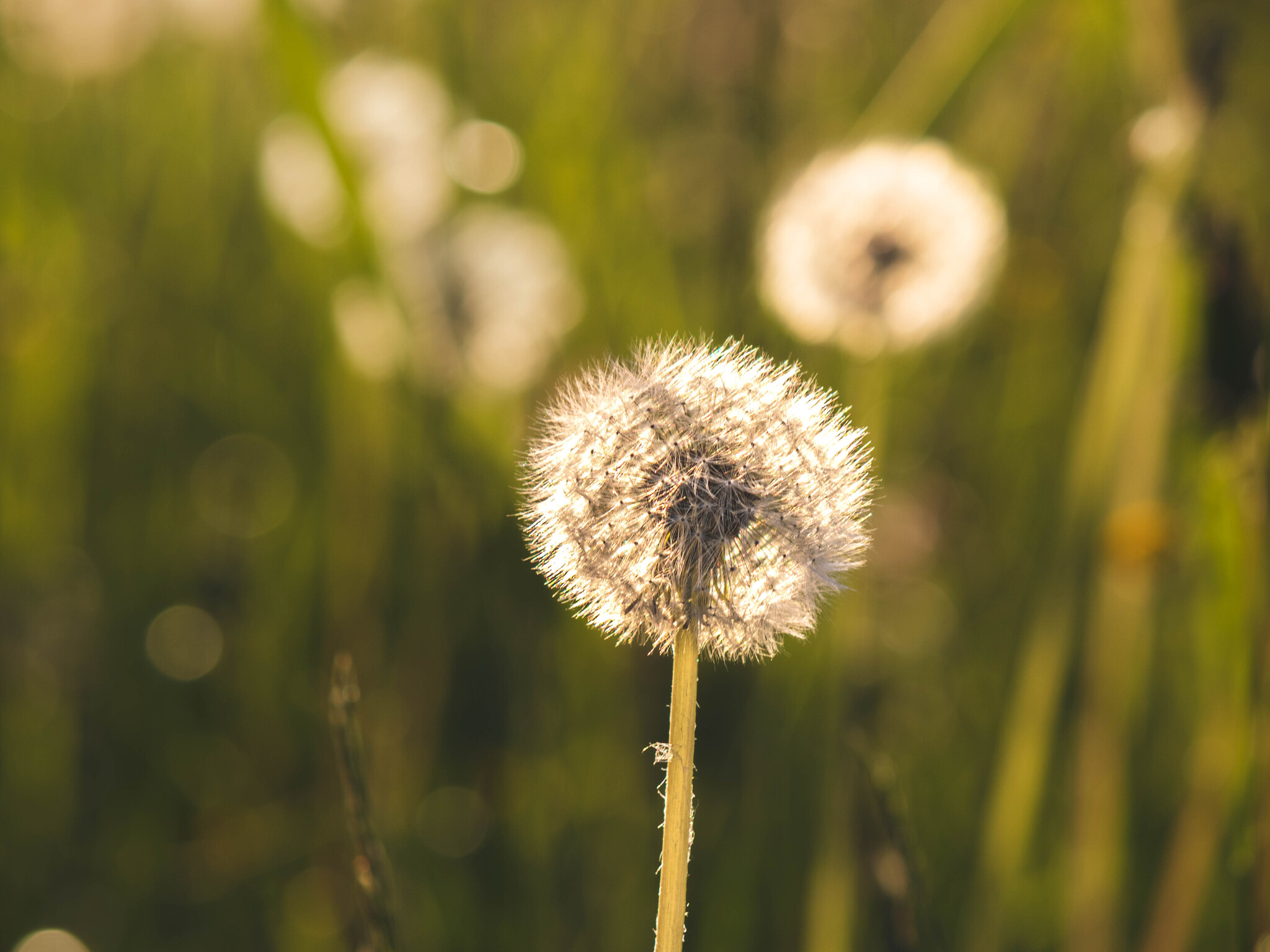 On the Sunset - My, The photo, Grass, Sunset, Longpost