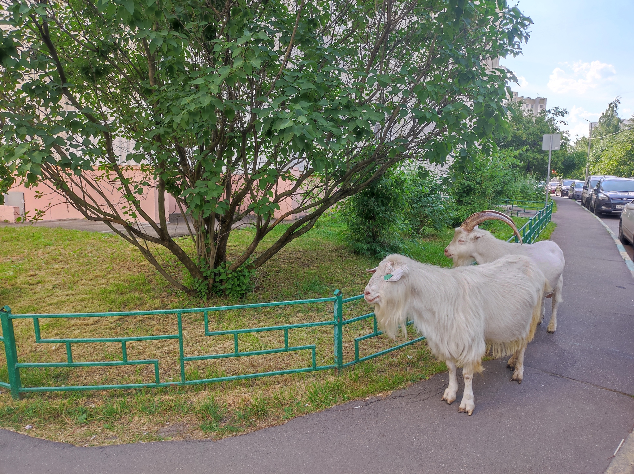 Козы на самовыпасе. Москва - Москва, Коза, Животные, Длиннопост, Парнокопытные