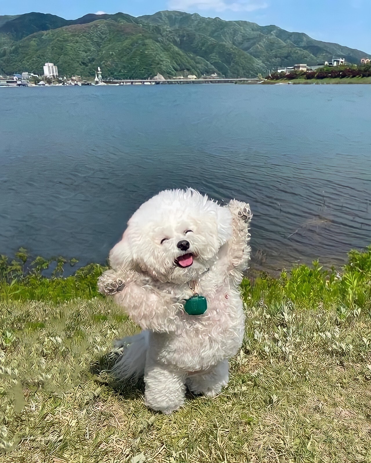 Fly - hurrah! - Dog, Bichon Frise, Milota, Pose, The photo