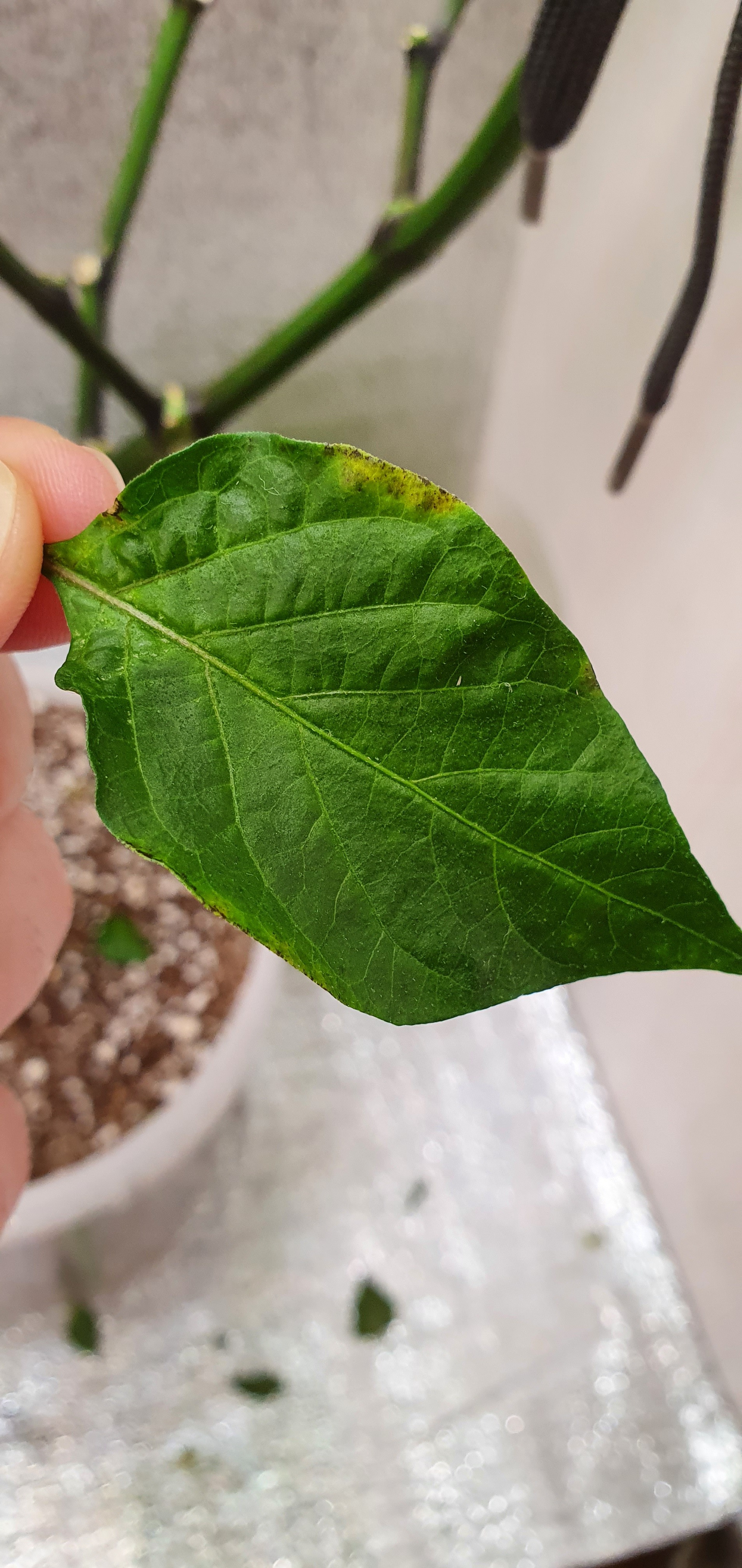 What's missing from habanero hot lemon? - My, Hot peppers, Plant growing, Longpost