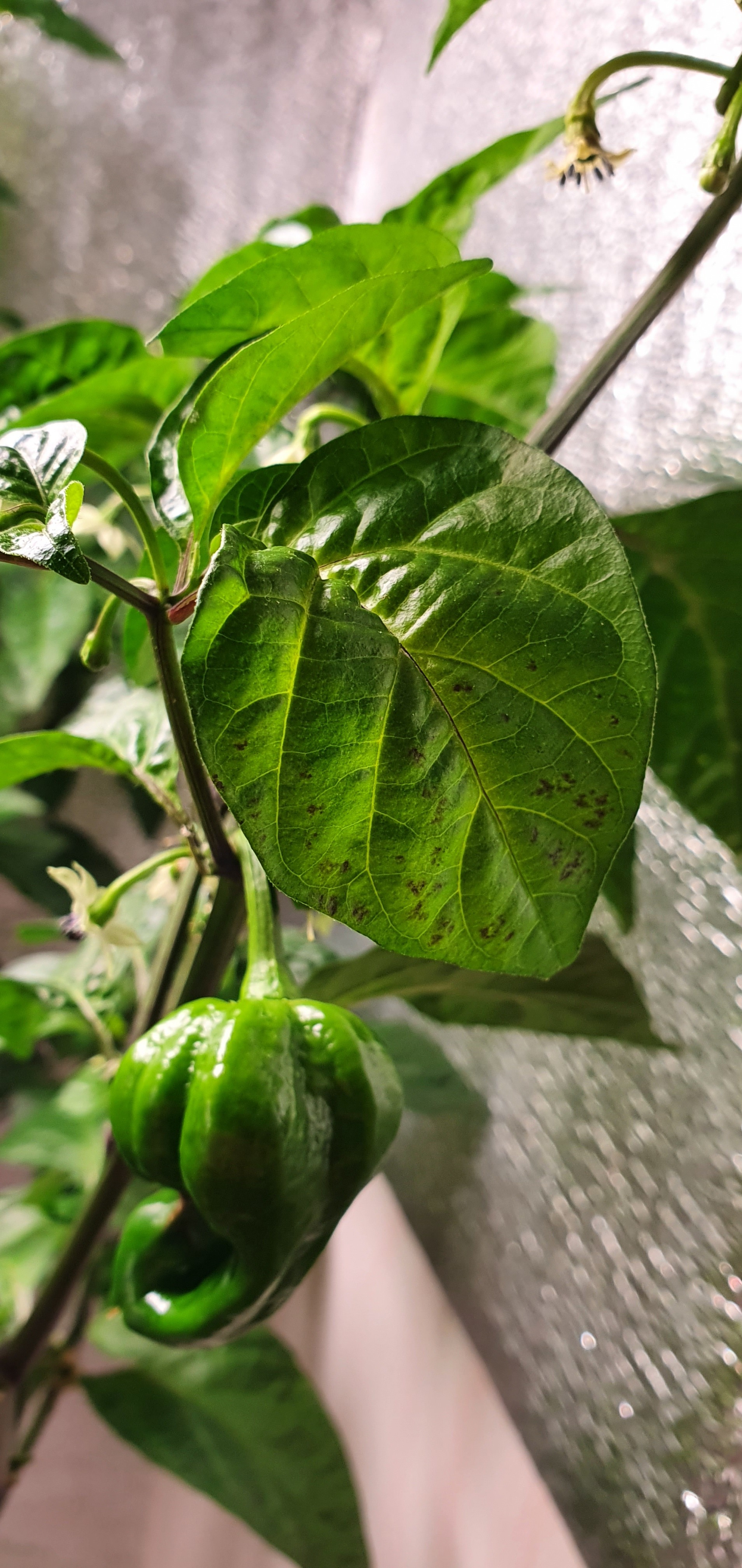 What's missing from habanero hot lemon? - My, Hot peppers, Plant growing, Longpost