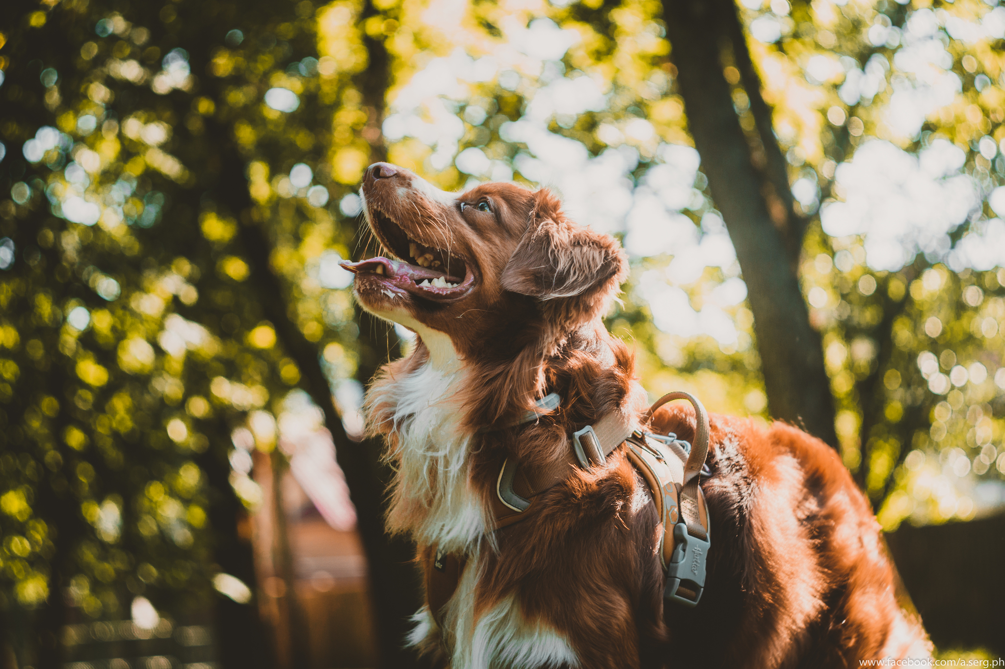 Dog and camera - My, Walk, Street photography, Photographer, Dog, Evening, Longpost, Summer