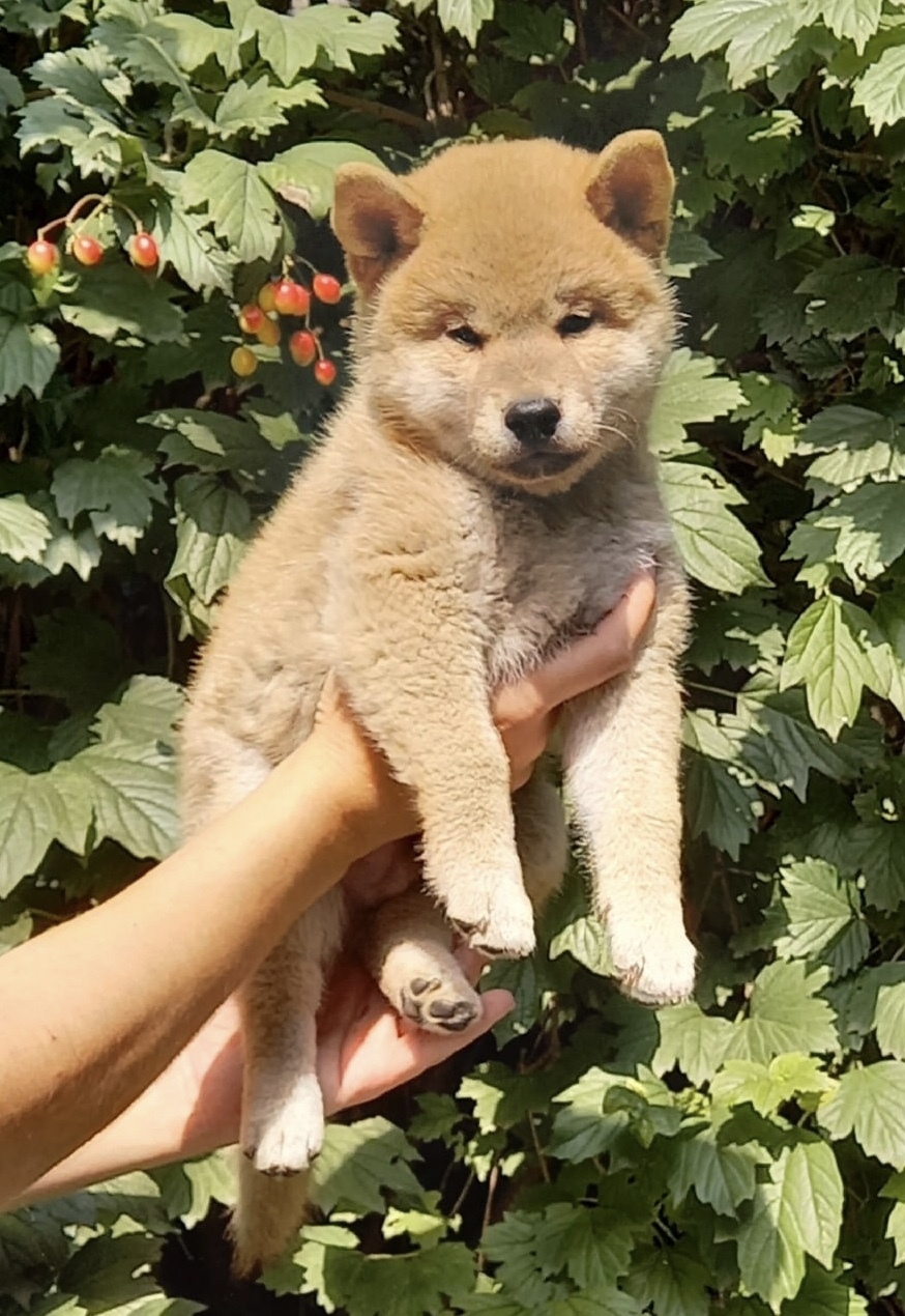 First birthday - My, Shiba Inu, Dog, Best friend, Birthday, Family, Milota, Age, Longpost