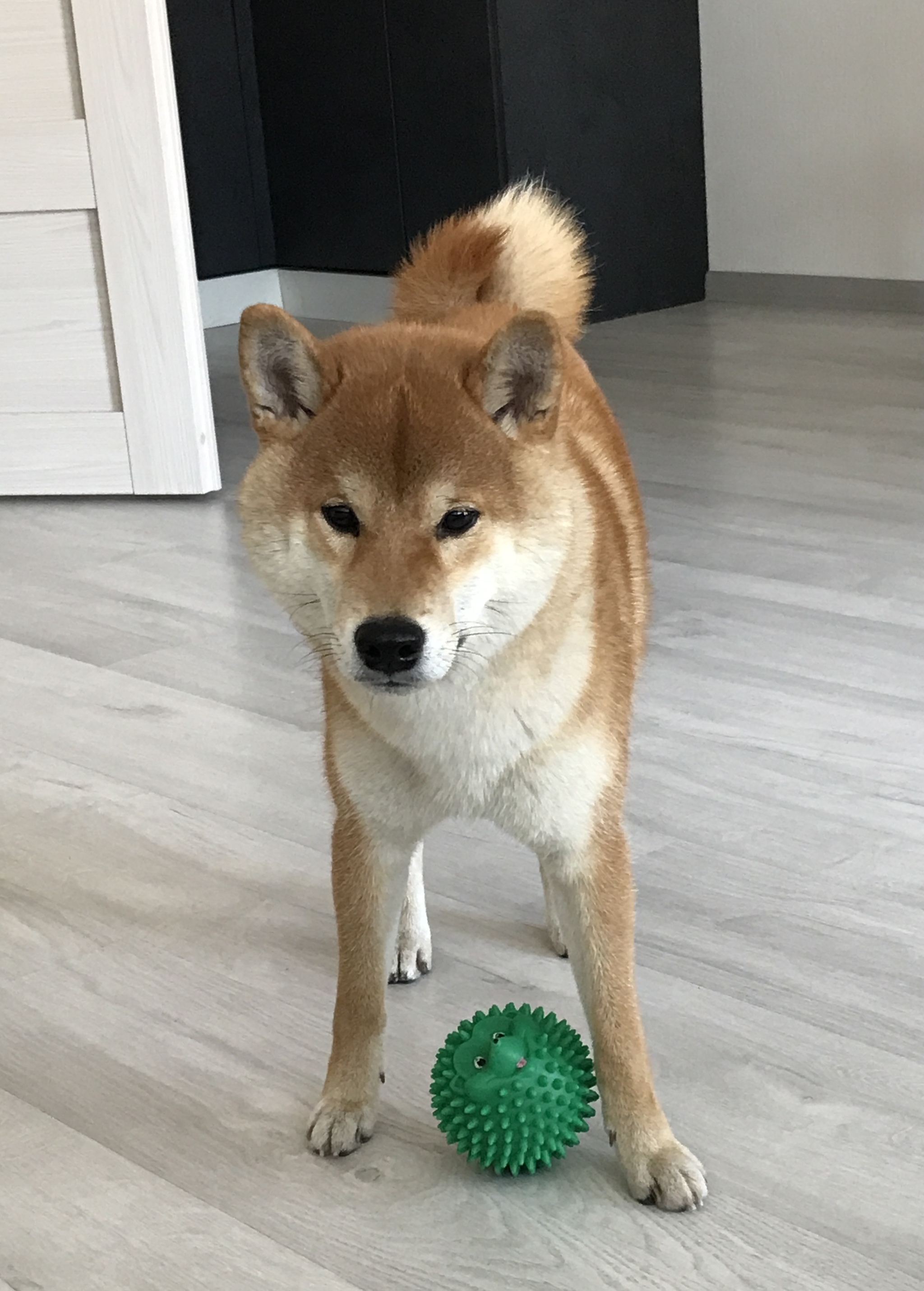 First birthday - My, Shiba Inu, Dog, Best friend, Birthday, Family, Milota, Age, Longpost