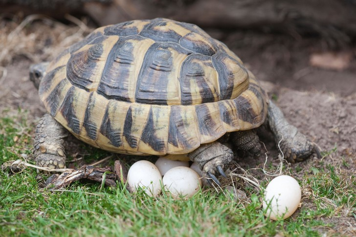 In Pompeii, a turtle was unearthed, which did not have time to lay an egg - Pompeii, Archaeological site, Archaeological finds, Turtle, Ruin, Archaeologists, Archeology, Archaeological excavations, Around the world, Ancient Rome, Tragedy, Longpost