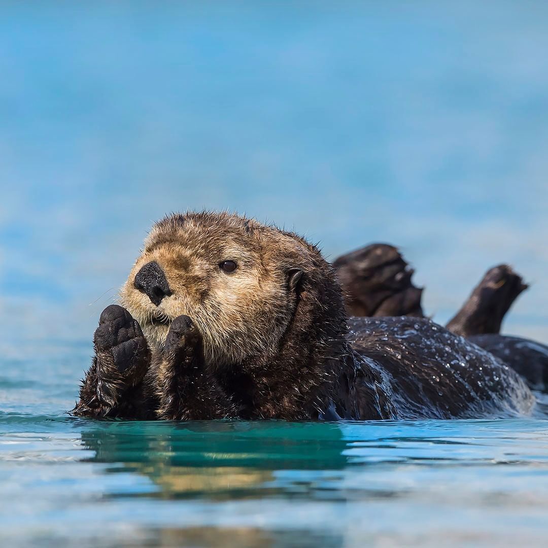 What is being done! - Sea otter, Cunyi, Predatory animals, Wild animals, wildlife, North America, The photo, Alaska