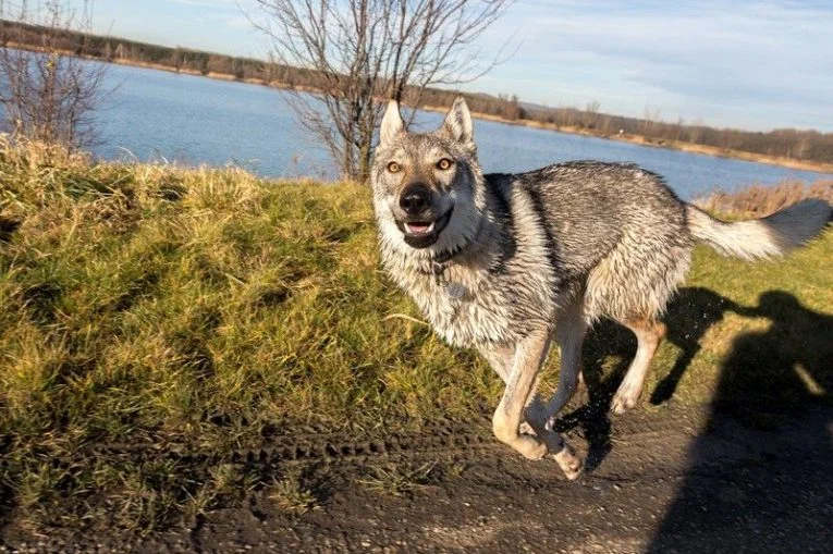 Czechoslovakian Wolfdog: An explosive mix of shepherd and wolf. - Czechoslovak Vlcak, Wolf, Dog, Hybrid, Animal book, Yandex Zen, Longpost