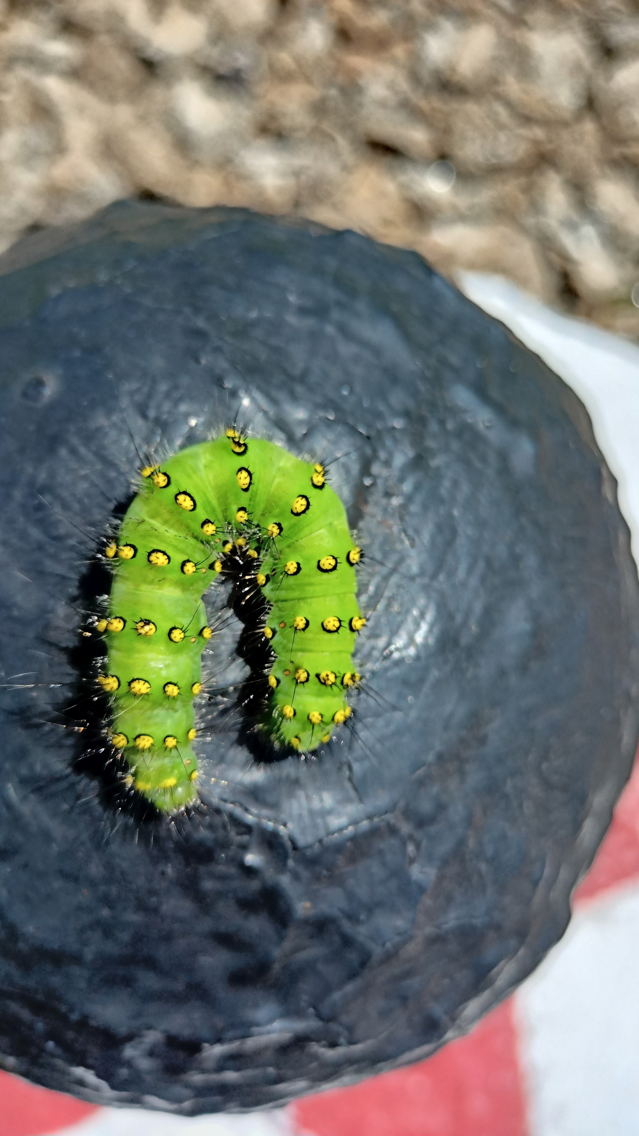 Guska 2 - My, Insects, Nature, beauty, Longpost, Caterpillar