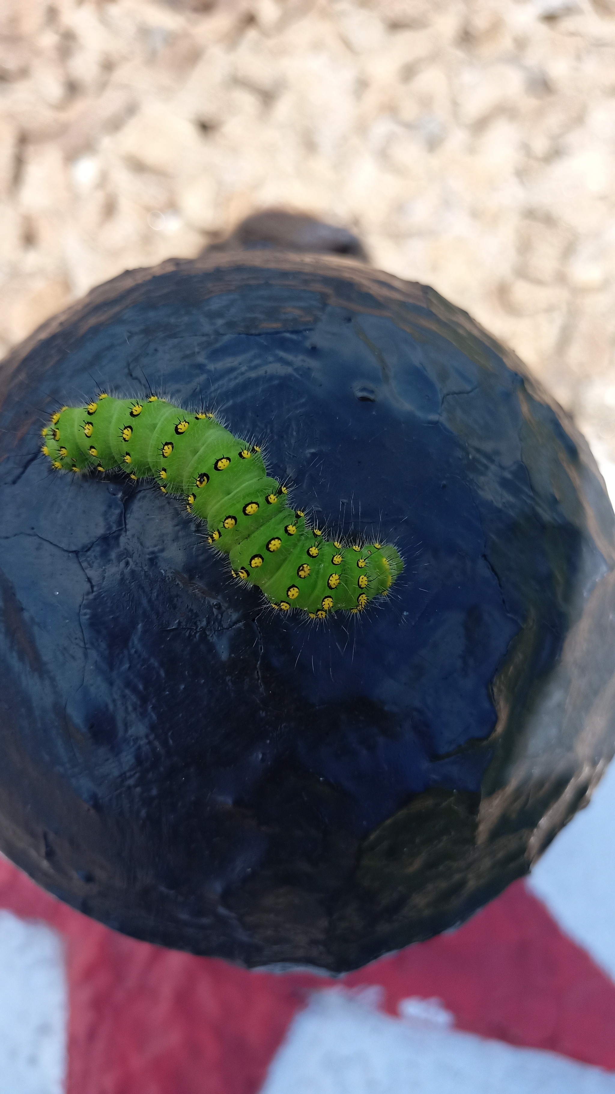 Guska 2 - My, Insects, Nature, beauty, Longpost, Caterpillar