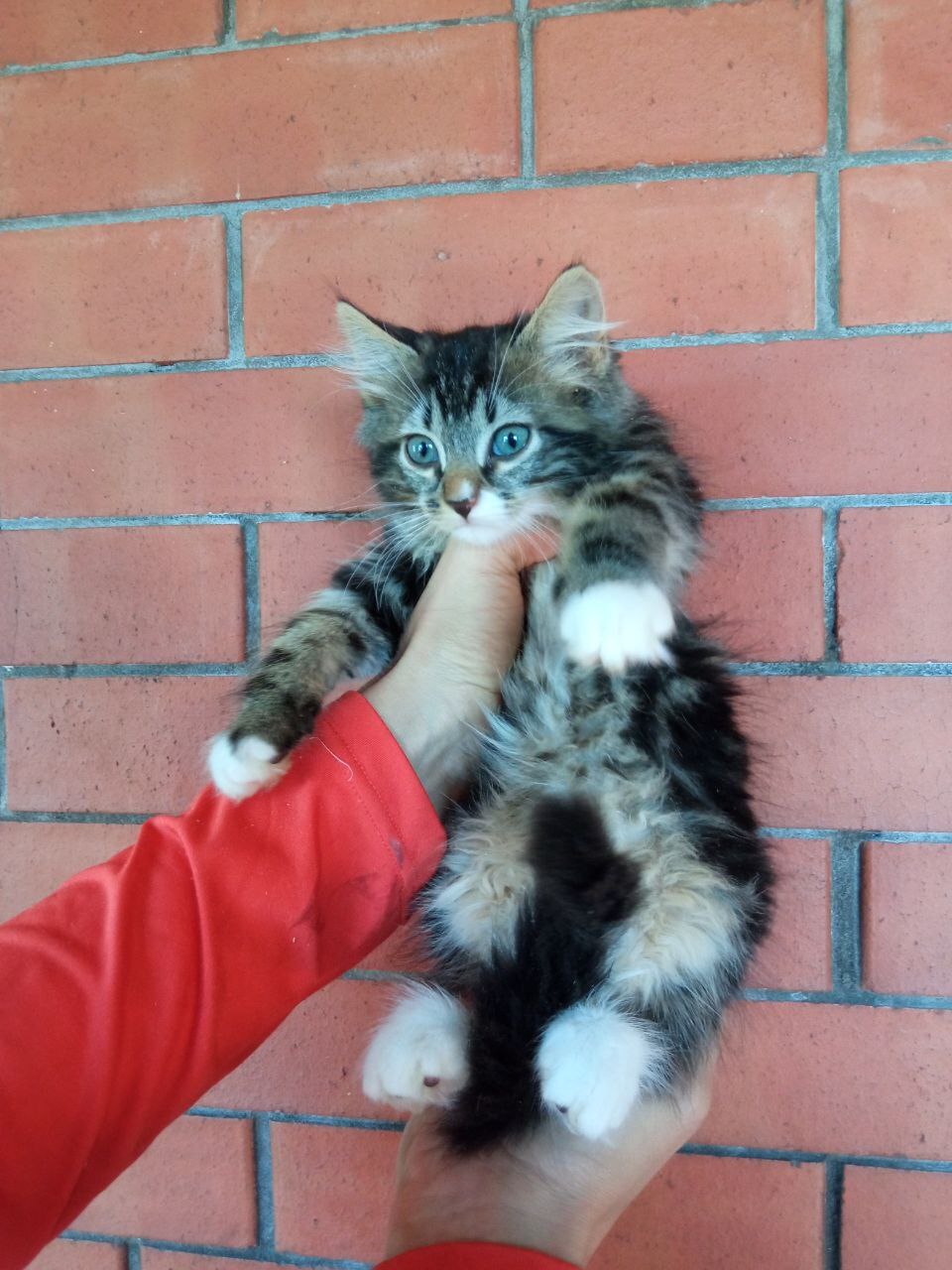 The kittens and their mother, who were thrown into the field by someone, are looking for their new, reliable home, where they will no longer be betrayed. - My, cat, In good hands, No rating, The strength of the Peekaboo, Saint Petersburg, Leningrad region, Vertical video, Longpost, Video