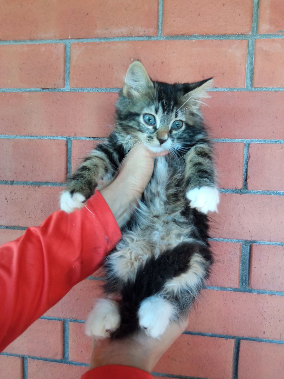 The kittens and their mother, who were thrown into the field by someone, are looking for their new, reliable home, where they will no longer be betrayed. - My, cat, In good hands, No rating, The strength of the Peekaboo, Saint Petersburg, Leningrad region, Vertical video, Longpost, Video