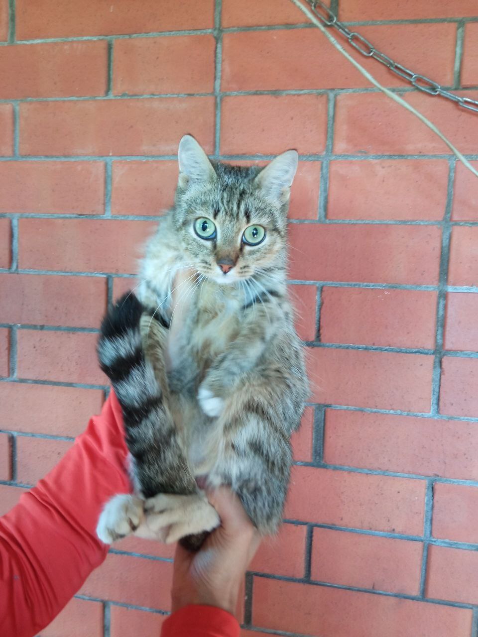 The kittens and their mother, who were thrown into the field by someone, are looking for their new, reliable home, where they will no longer be betrayed. - My, cat, In good hands, No rating, The strength of the Peekaboo, Saint Petersburg, Leningrad region, Vertical video, Longpost, Video