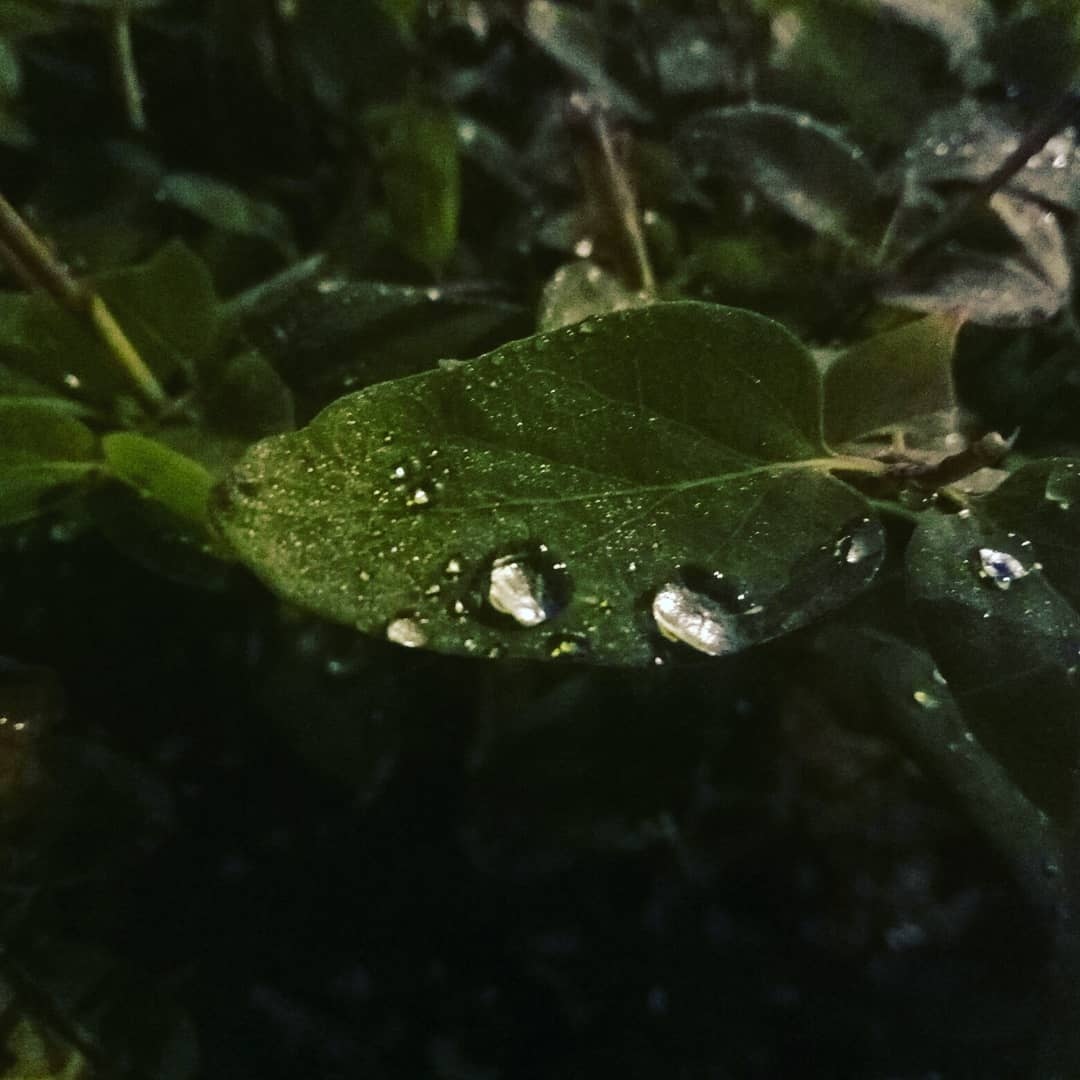 While it's so hot outside, here's a photo of the rain - My, Rain, The photo, Mobile photography, Beginning photographer, Drops, Water drop, Video, Vertical video, Longpost