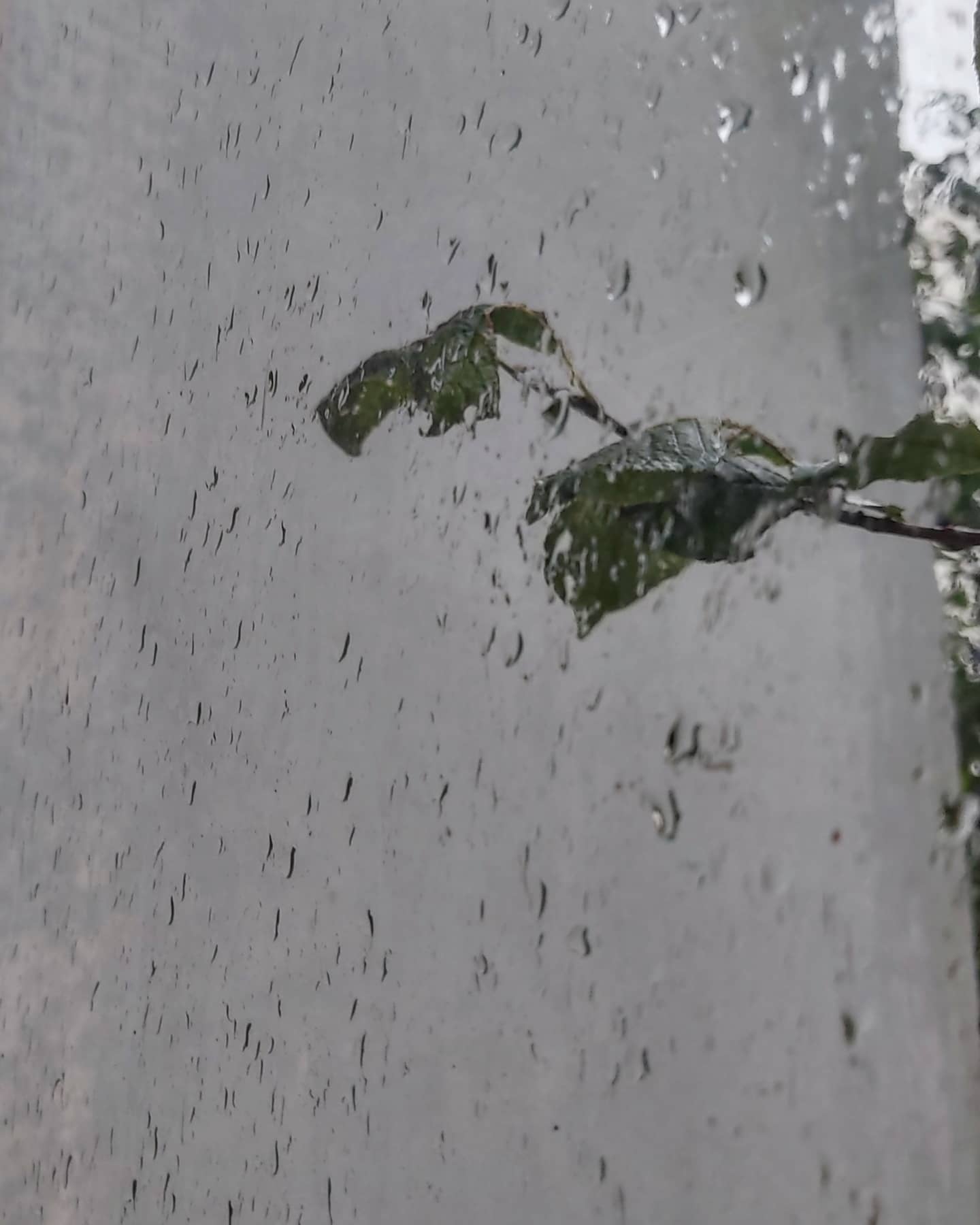 While it's so hot outside, here's a photo of the rain - My, Rain, The photo, Mobile photography, Beginning photographer, Drops, Water drop, Video, Vertical video, Longpost