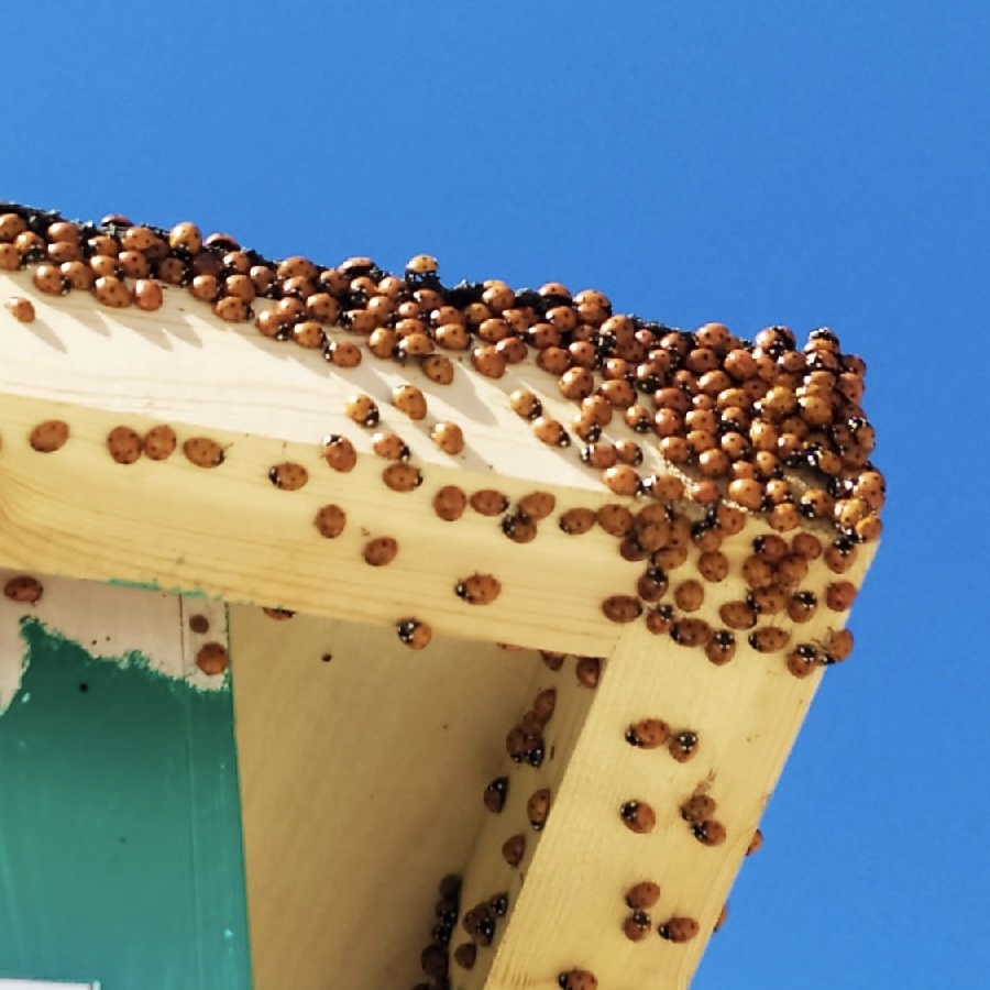 Ladybugs in the Krasnodar Territory - ladybug, Krasnodar, Longpost