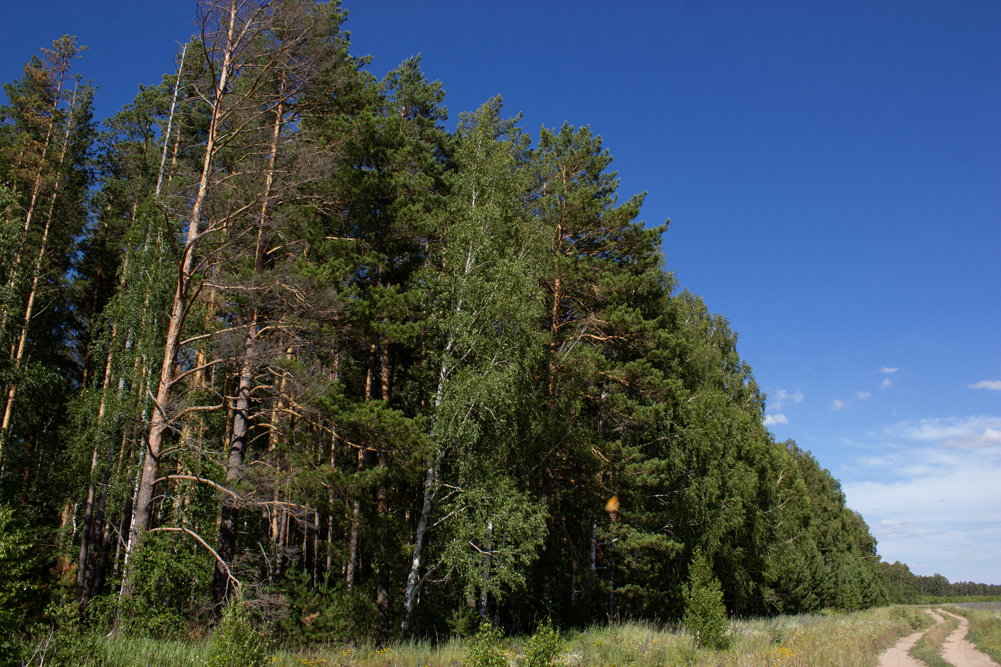 Apiary in the forest - My, Nature, Insects, Forest, Apiary