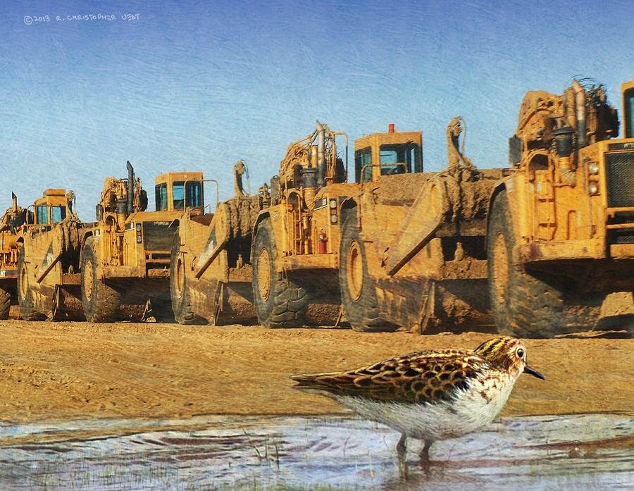 For this bird, the apocalypse has come. - Art, Birds, Landscape, Construction machinery, Apocalypse, Scraper