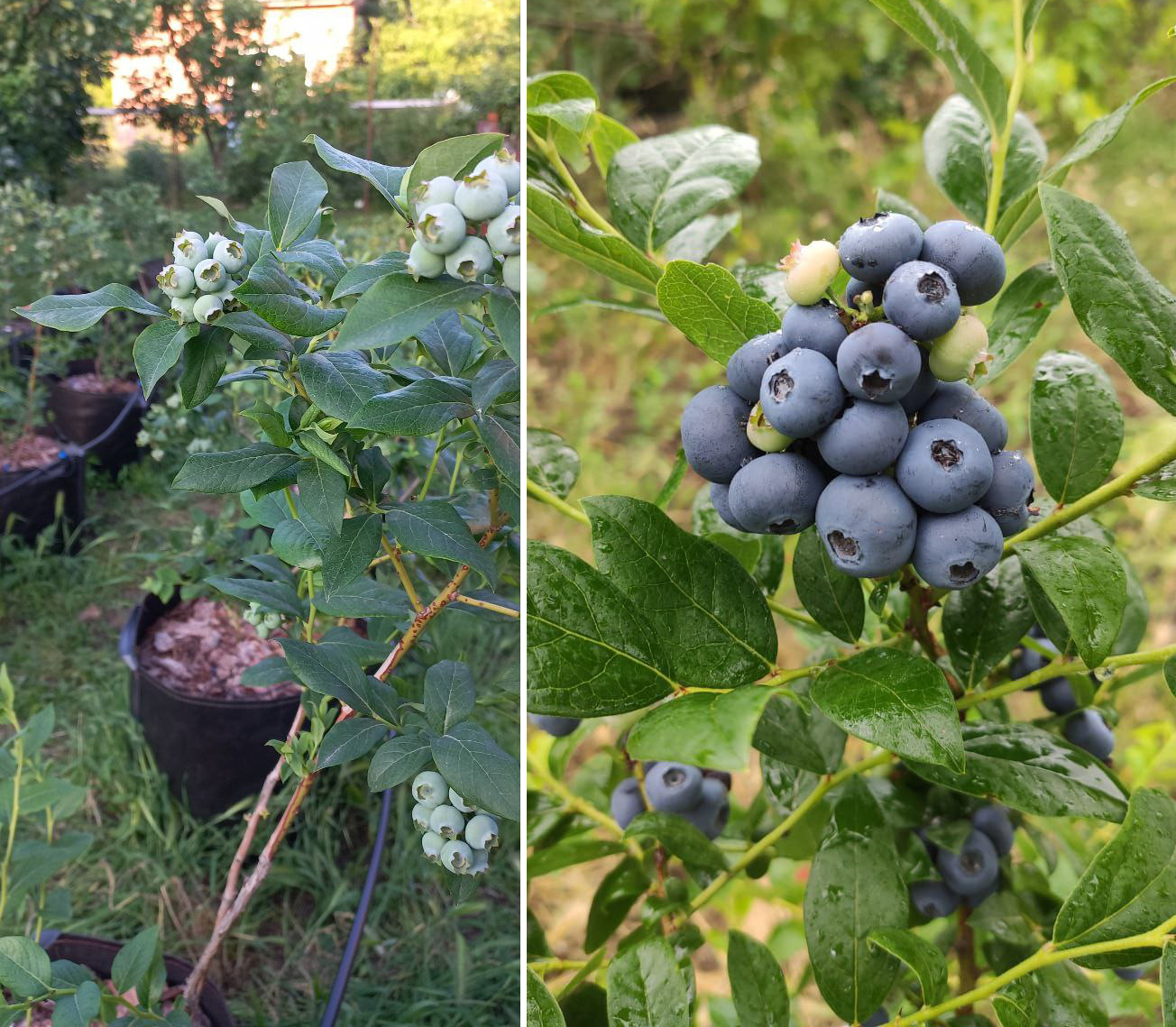 Friend Hazelnut - bushes grow, and we automate watering - My, Hazelnut, Gardening, Drip irrigation, Сельское хозяйство, Video blog, Video, Youtube, Longpost, Automation