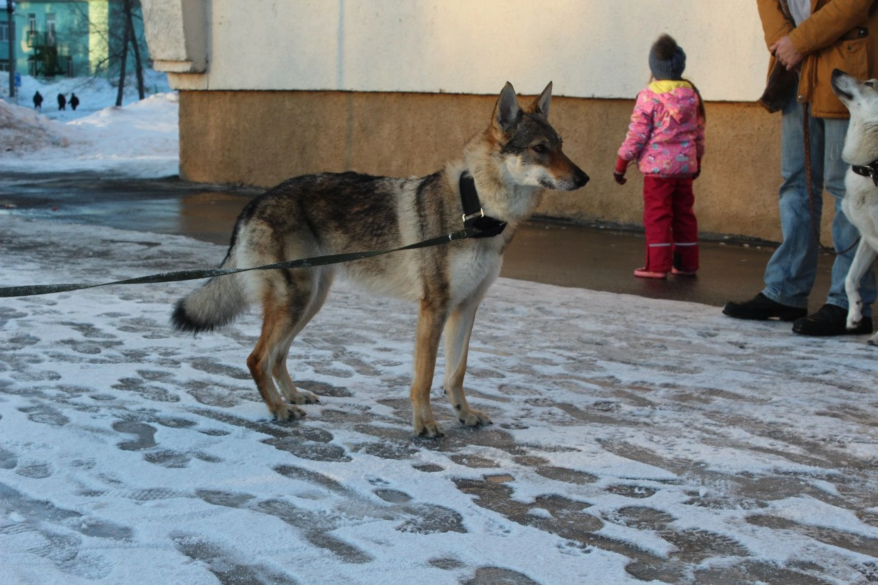 Similar? - My, Czechoslovak Vlcak, Dog, Longpost