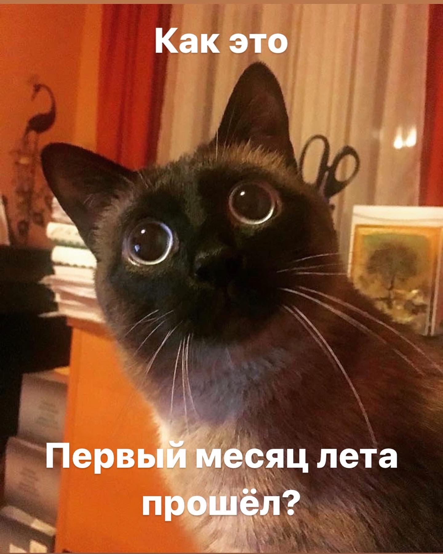 Like this? - cat, Memes, Eyes, Astonishment, Picture with text