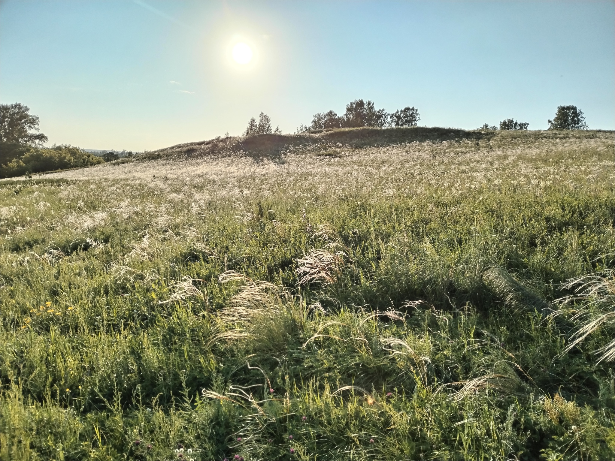 Feather grass - My, Feather grass, Summer, Meadow, Evening, Friday tag is mine, Mobile photography