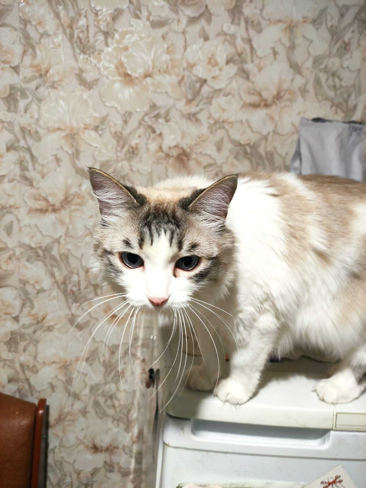 Lost beloved cat! - My, The missing, Lost cat, No rating, Help me find, Moscow, Feely, cat, Tricolor cat, Lost, Longpost