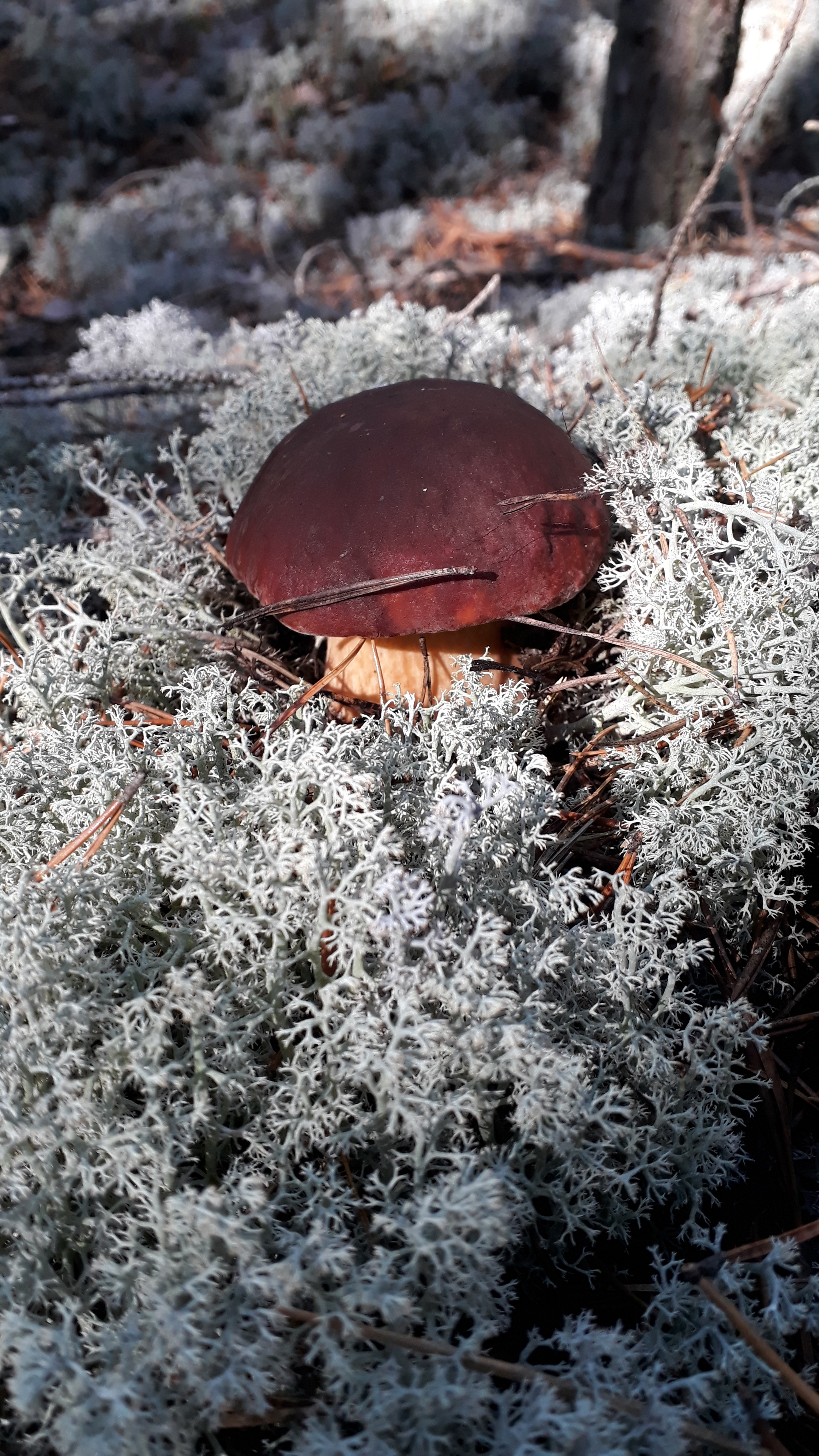 The first mushrooms - My, Borovik, Mushrooms, Longpost