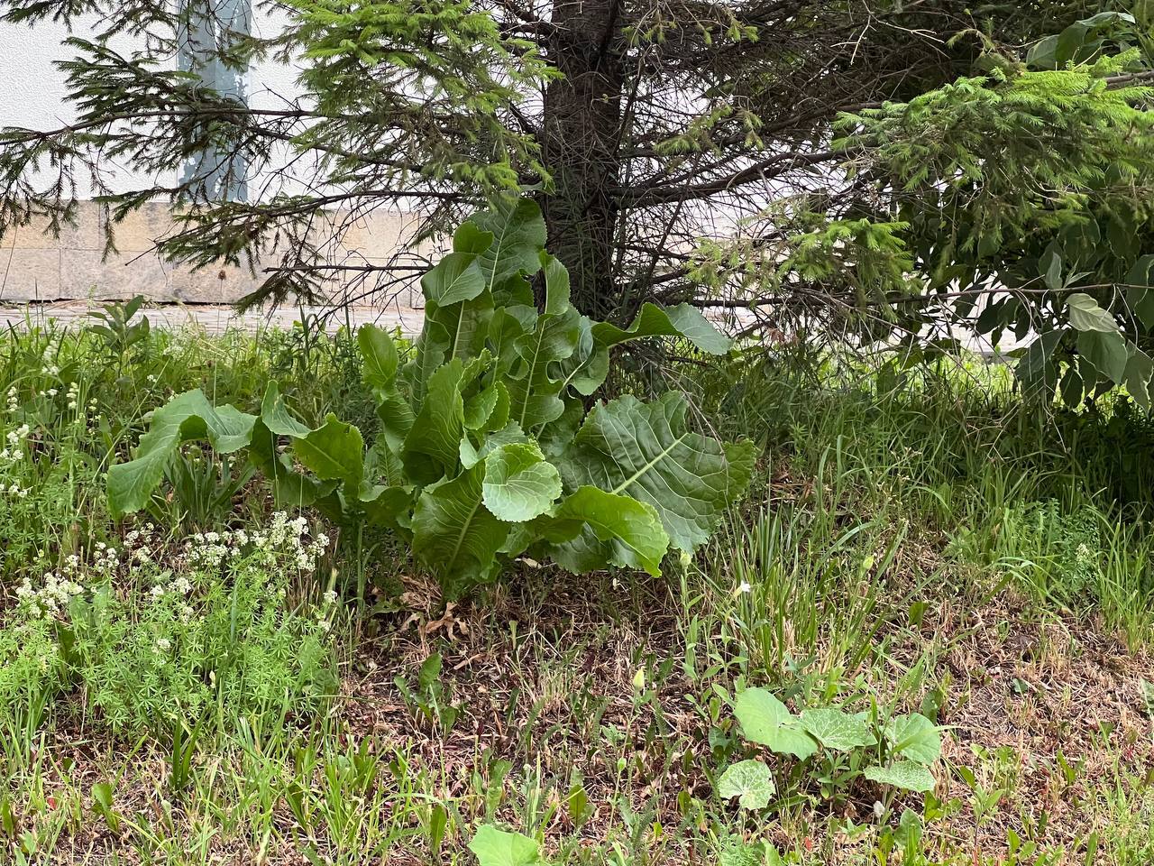 All sorts of plants. Moscow region near the dwellings of the Moscow suburbs - My, Plants, Flowers, Hogweed, Longpost