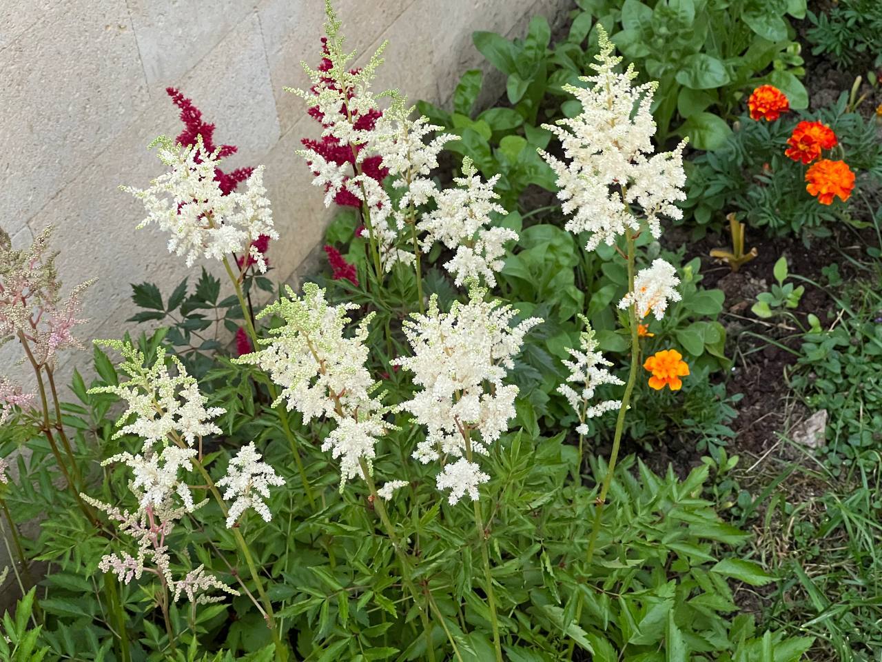 All sorts of plants. Moscow region near the dwellings of the Moscow suburbs - My, Plants, Flowers, Hogweed, Longpost