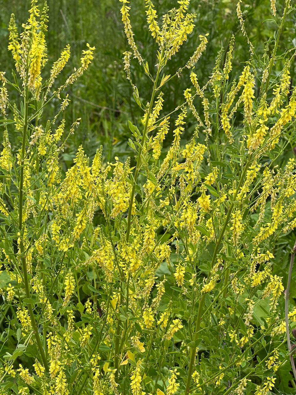 All sorts of plants. Moscow region near the dwellings of the Moscow suburbs - My, Plants, Flowers, Hogweed, Longpost