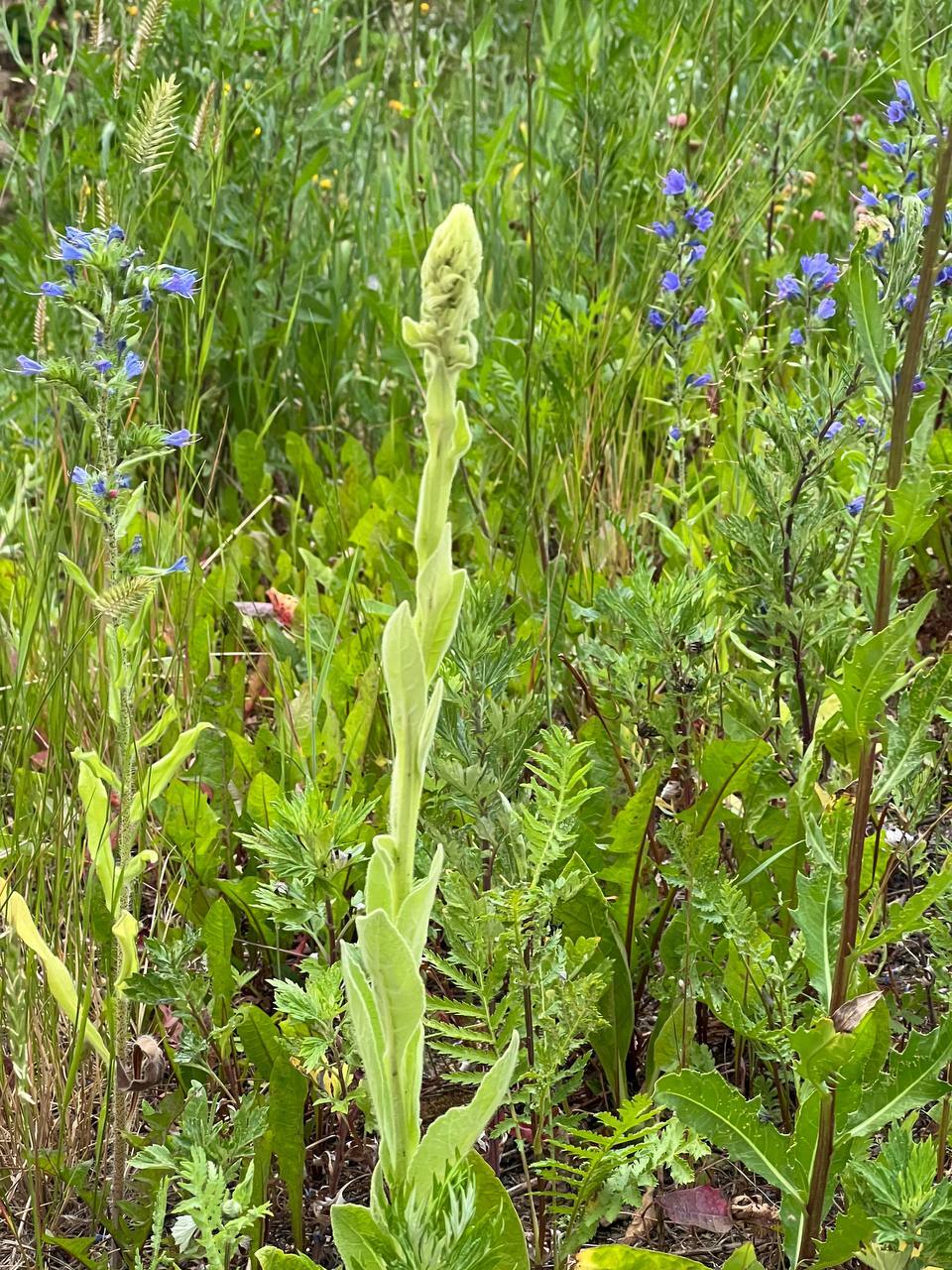 All sorts of plants. Moscow region near the dwellings of the Moscow suburbs - My, Plants, Flowers, Hogweed, Longpost