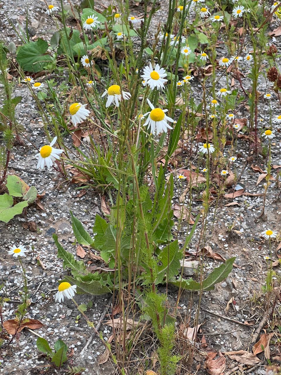 All sorts of plants. Moscow region near the dwellings of the Moscow suburbs - My, Plants, Flowers, Hogweed, Longpost