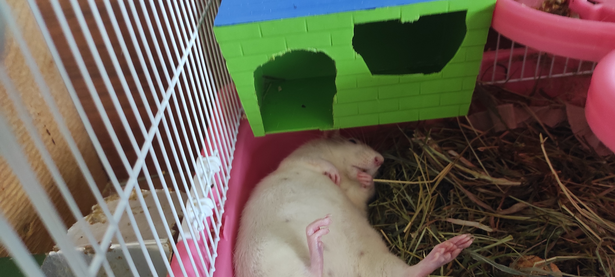 Tired, lie down rest - My, Decorative rats, Rat Chronicles, Rodents, Pets