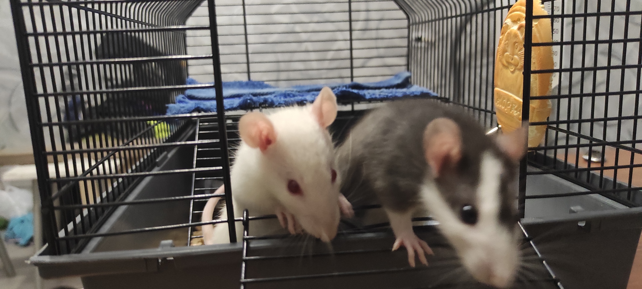 Is it normal that the rat is paler than it was? - My, Decorative rats, Rat Chronicles, Longpost, Pets, Rodents