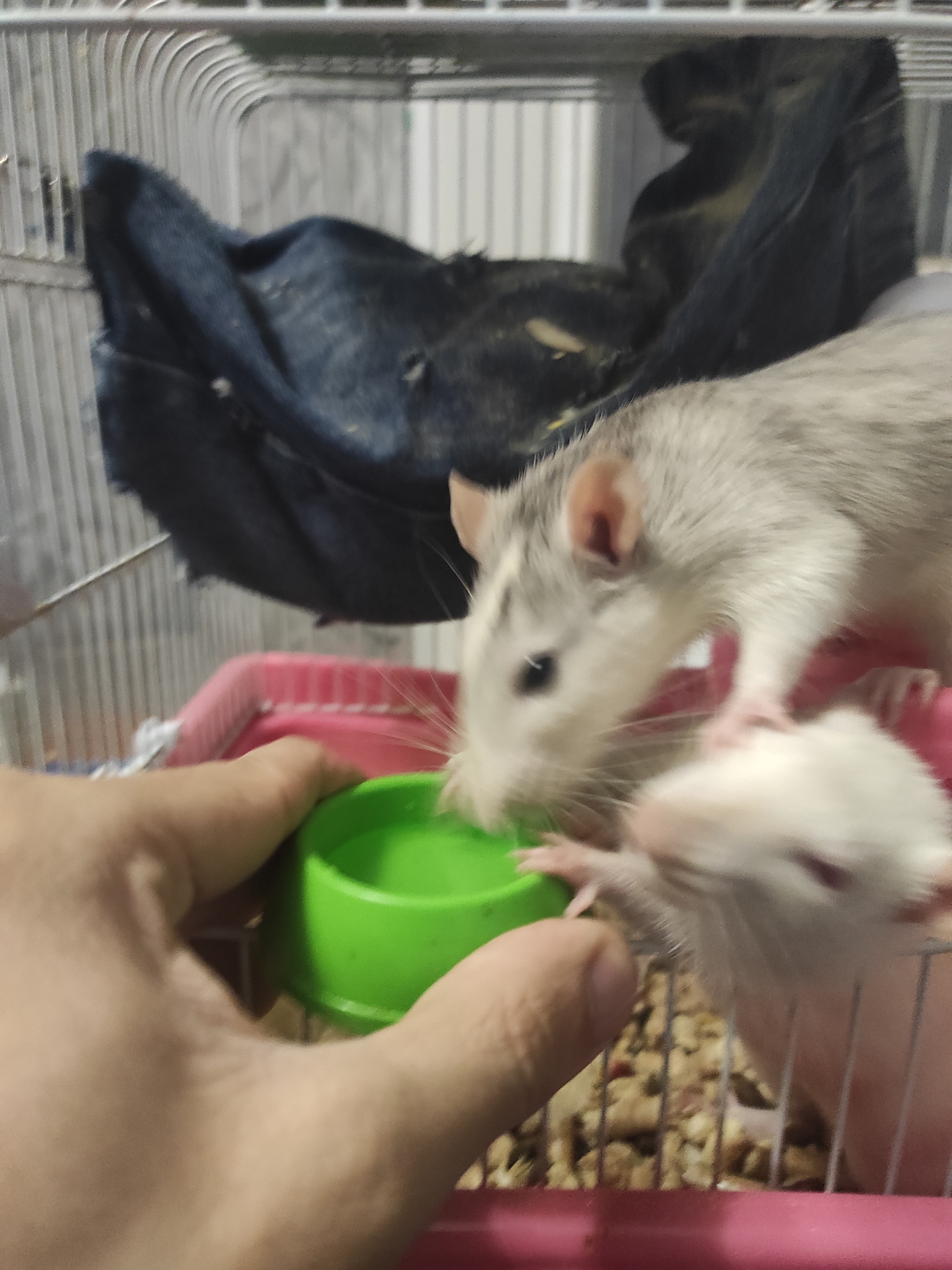 Is it normal that the rat is paler than it was? - My, Decorative rats, Rat Chronicles, Longpost, Pets, Rodents