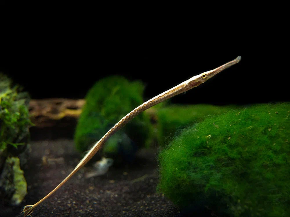 Rainbow Needlefish: A freshwater relative of the seahorse. Their males inflate the belly and bear cubs instead of ladies. - A fish, Animal book, Yandex Zen, Longpost, Needlefish