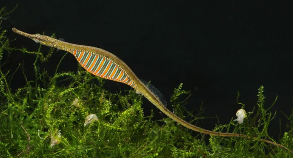 Rainbow Needlefish: A freshwater relative of the seahorse. Their males inflate the belly and bear cubs instead of ladies. - A fish, Animal book, Yandex Zen, Longpost, Needlefish