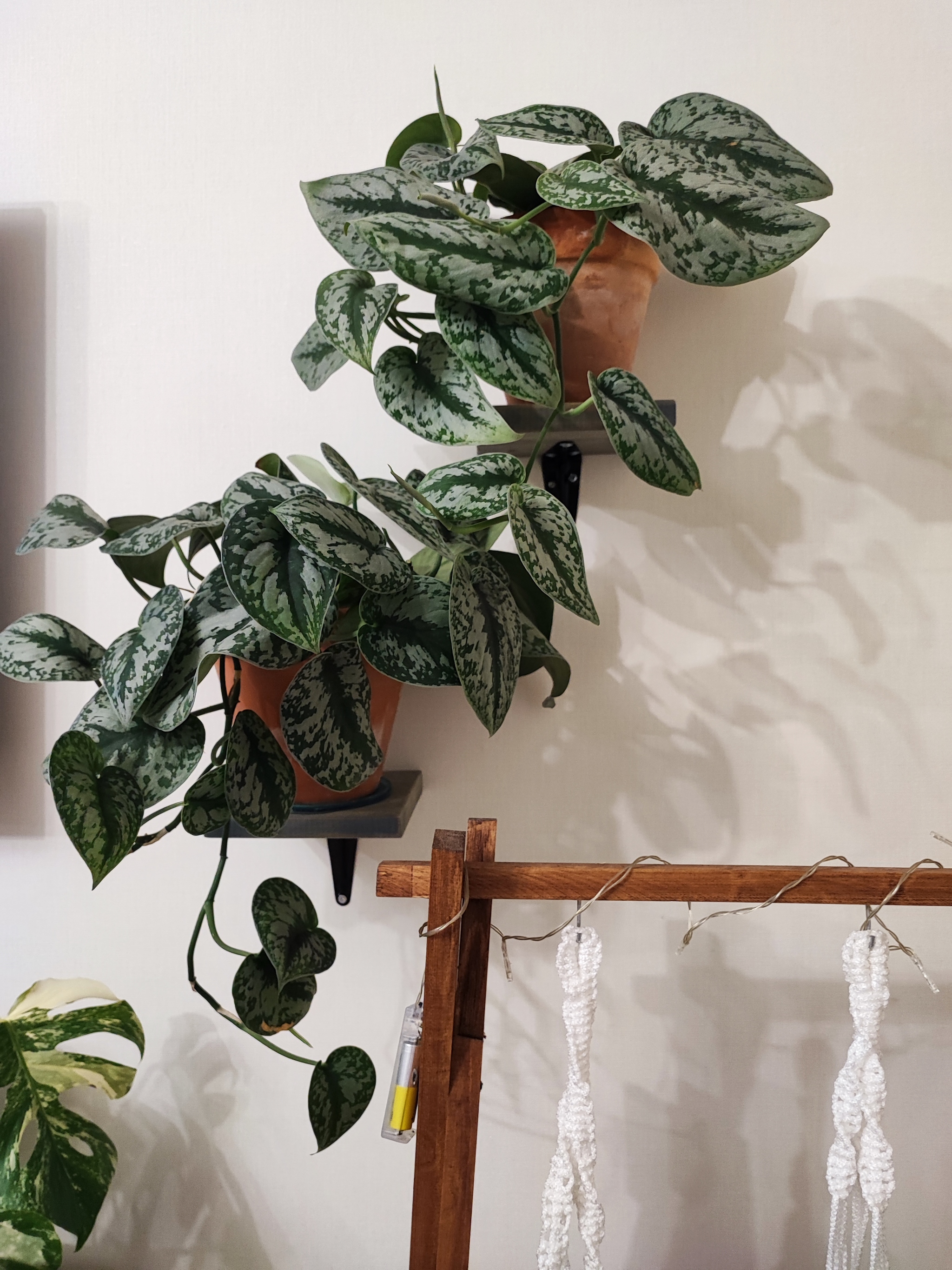 Dachshund, change of plants after a while #1 - My, Philodendron, Houseplants, Aroid, Longpost