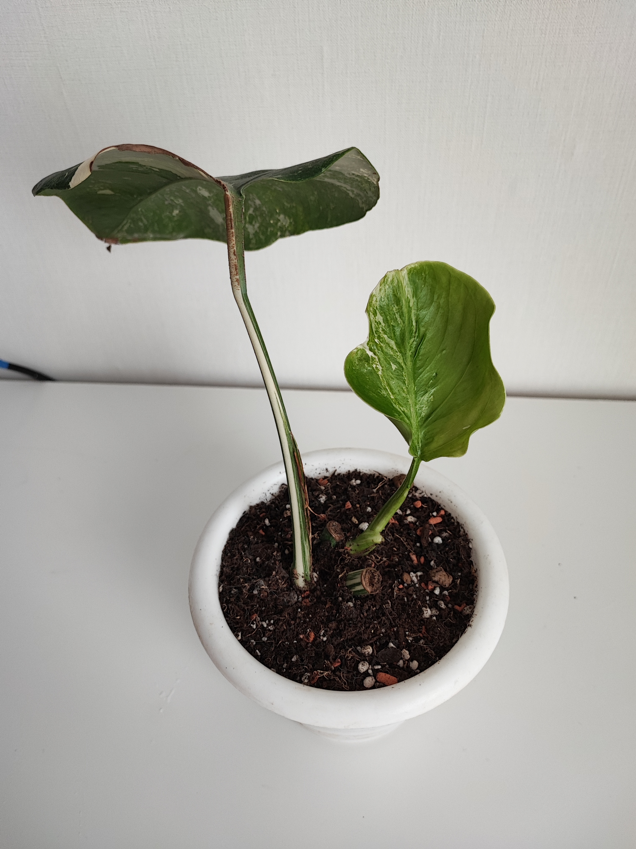 Dachshund, change of plants after a while #1 - My, Philodendron, Houseplants, Aroid, Longpost