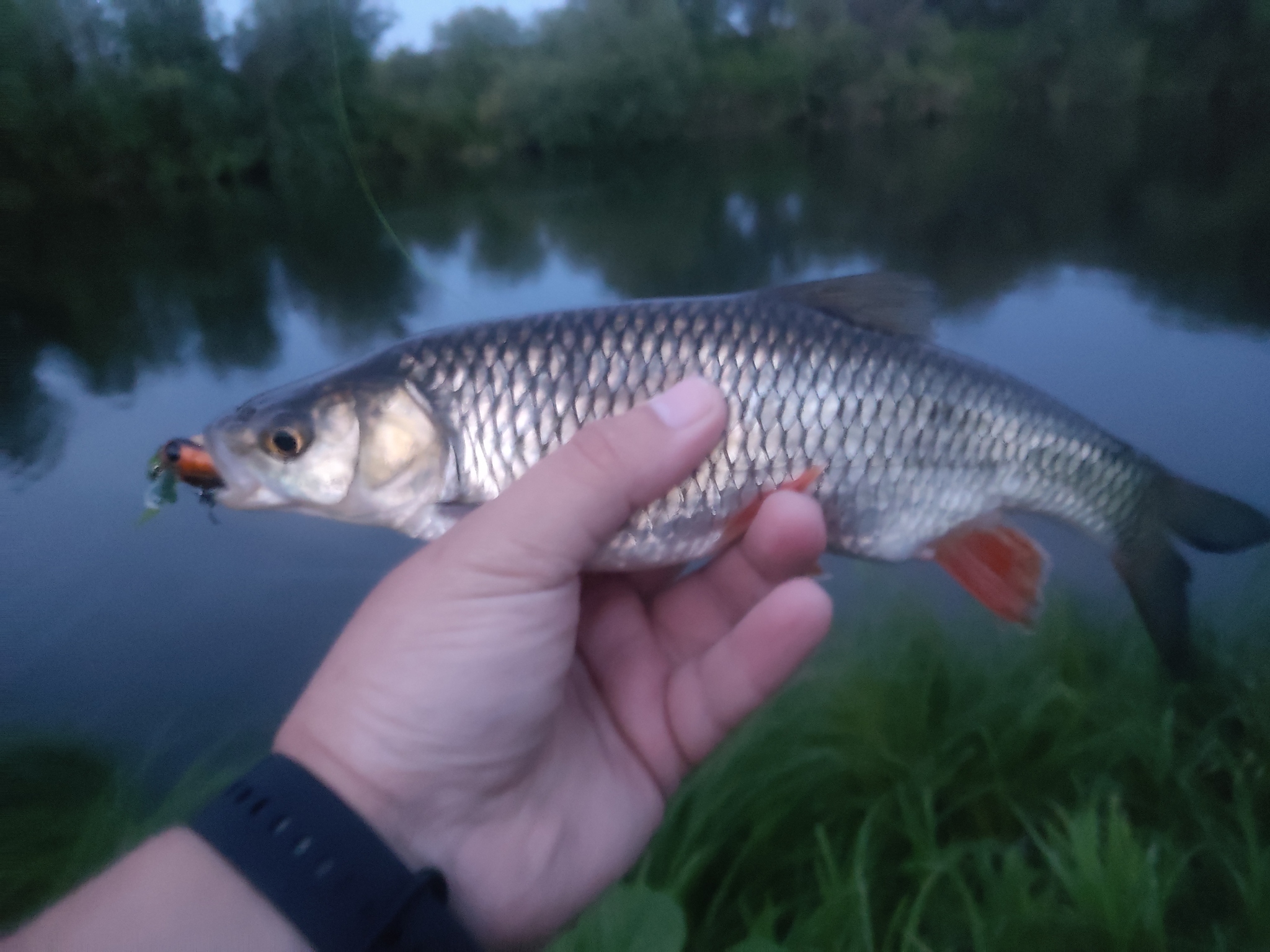 Summer of chub gestalts closure - Fishing, A fish, The photo, Longpost, Chub, wildlife, Bait